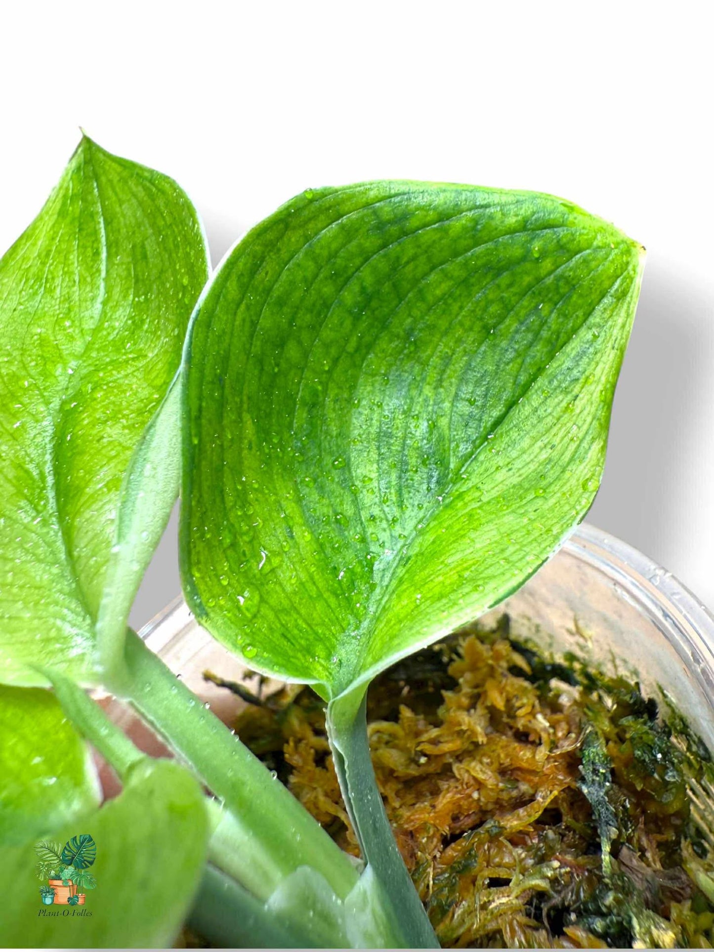 Scindapsus Treubii Moonlight Green on Green, Rare Variegated Aroid, Tropical Indoor Plant, Arrow Leaf Houseplant for Collectors - Plant - O - Folles