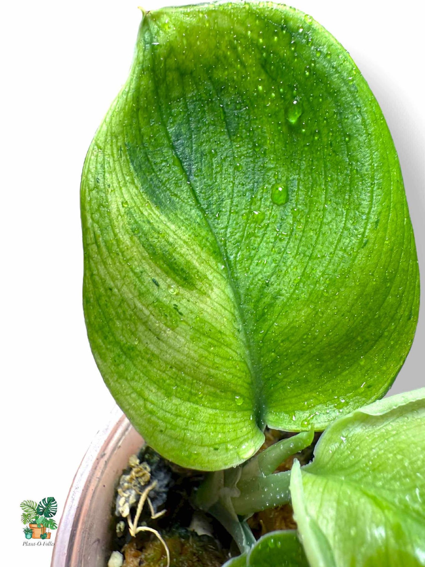 Scindapsus Treubii Moonlight Green on Green, Rare Variegated Aroid, Tropical Indoor Plant, Arrow Leaf Houseplant for Collectors - Plant - O - Folles