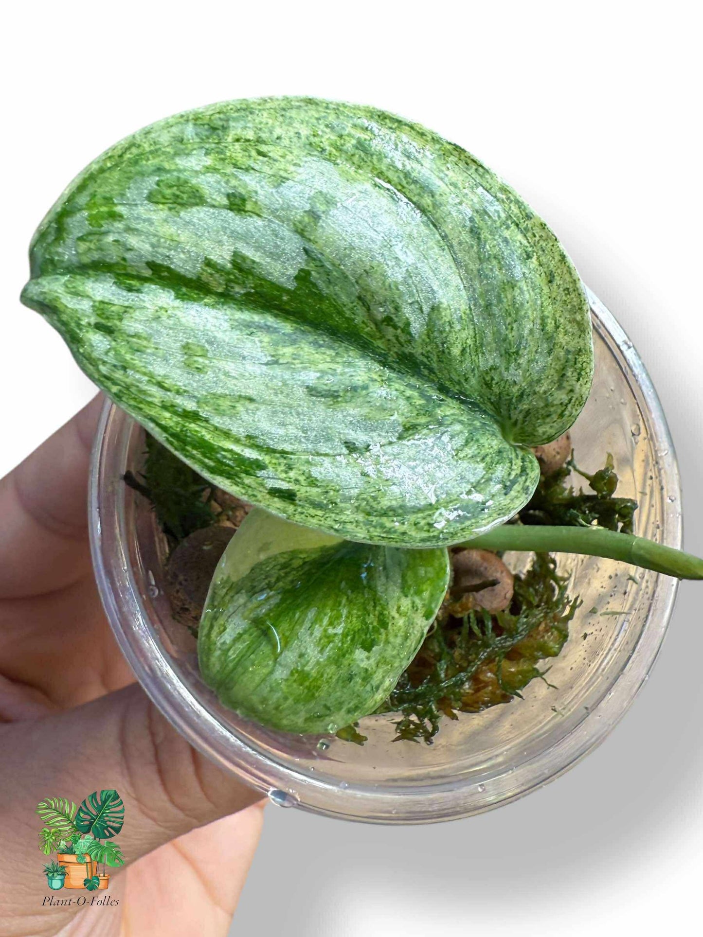 Scindapsus White Crystal, Rare Variegated Aroid, Tropical Indoor Plant, Arrow Leaf Houseplant for Collectors - Plant - O - Folles