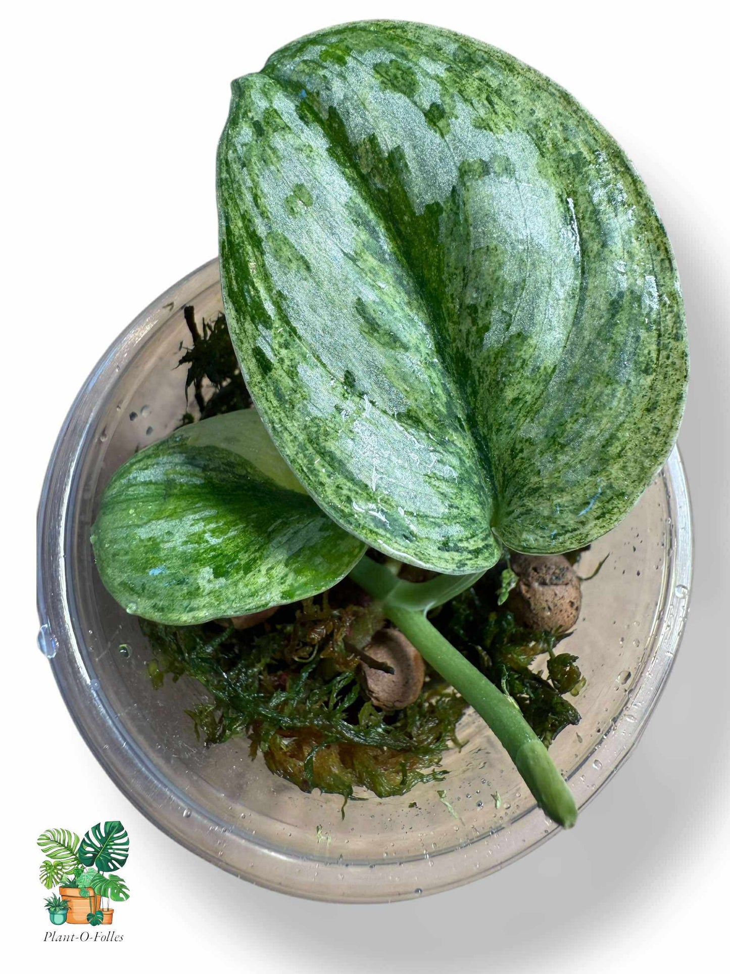 Scindapsus White Crystal, Rare Variegated Aroid, Tropical Indoor Plant, Arrow Leaf Houseplant for Collectors - Plant - O - Folles