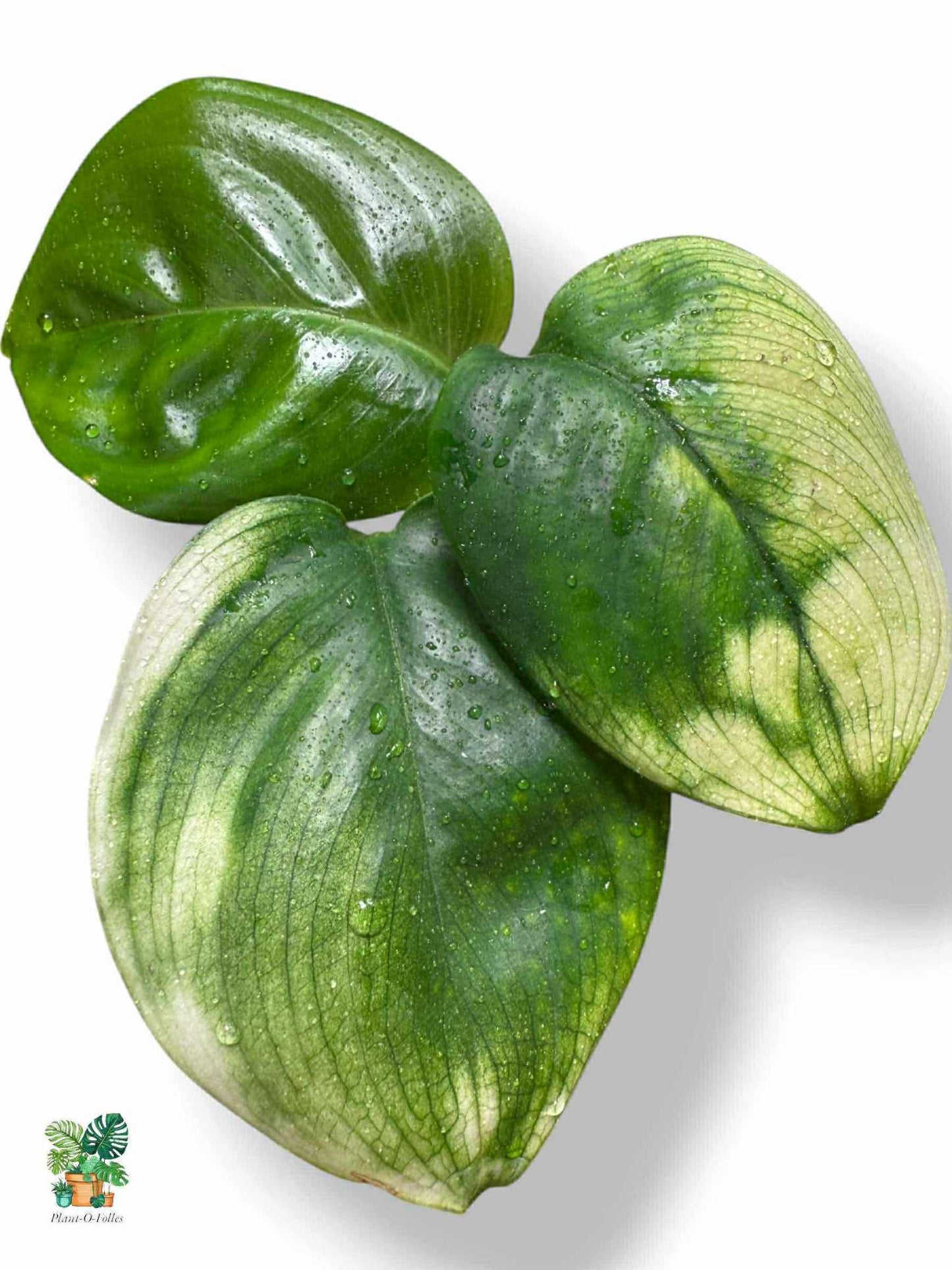 Scindapsus white monster, Rare Variegated Aroid, Tropical Indoor Plant, Arrow Leaf Houseplant for Collectors - Plant - O - Folles