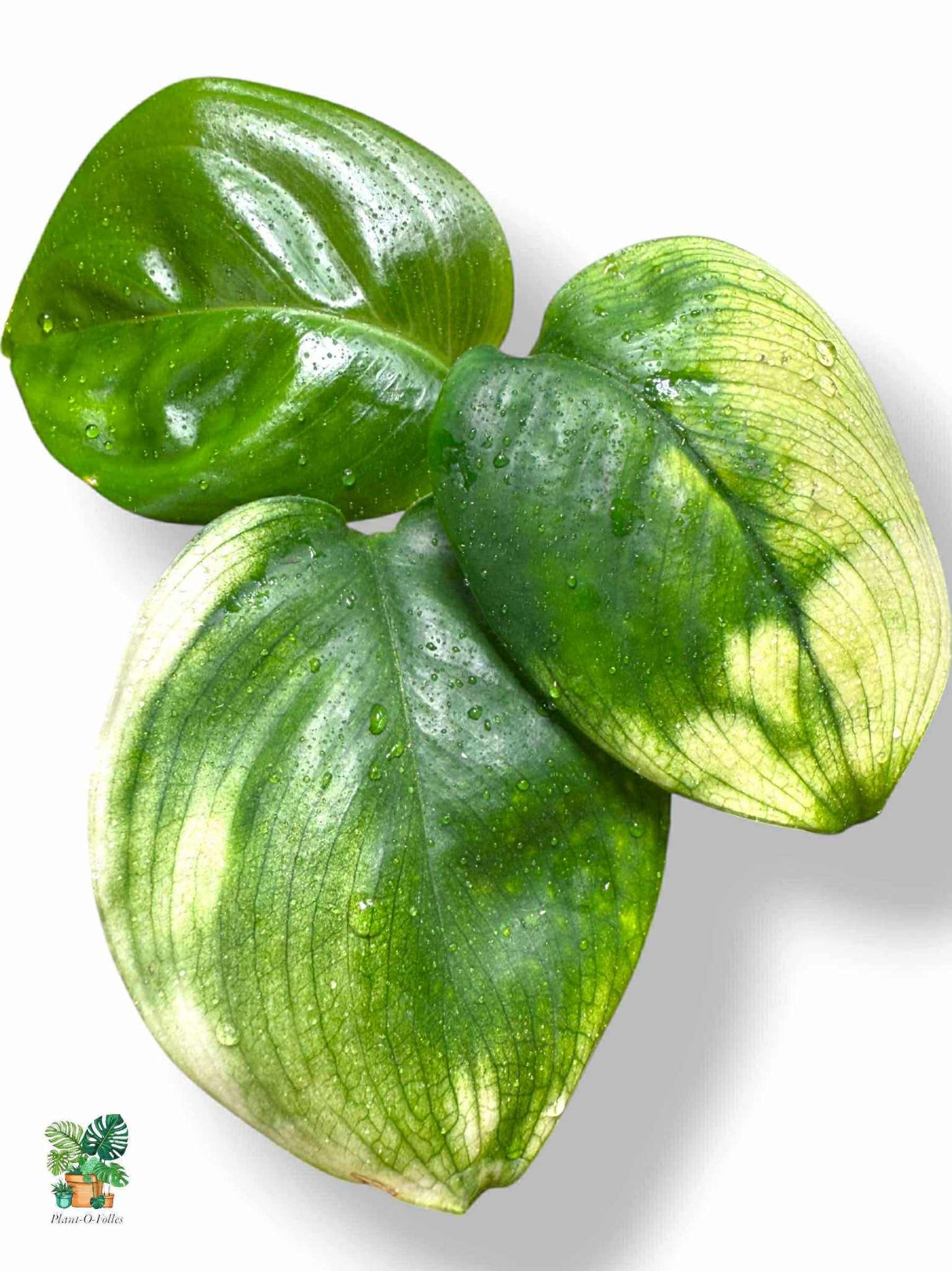Scindapsus white monster, Rare Variegated Aroid, Tropical Indoor Plant, Arrow Leaf Houseplant for Collectors - Plant - O - Folles