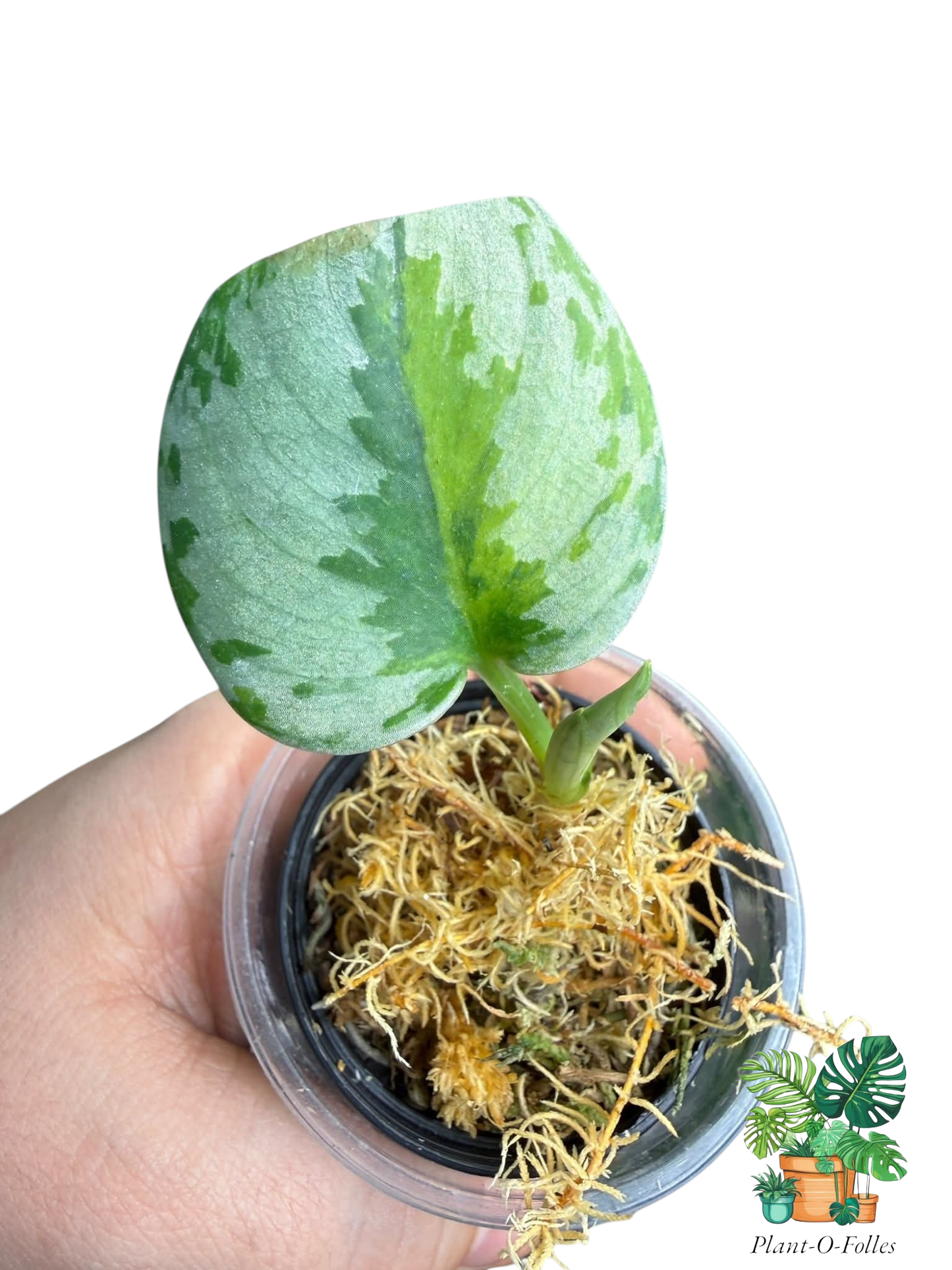 Scindapsus Yupa - Plant - O - Folles