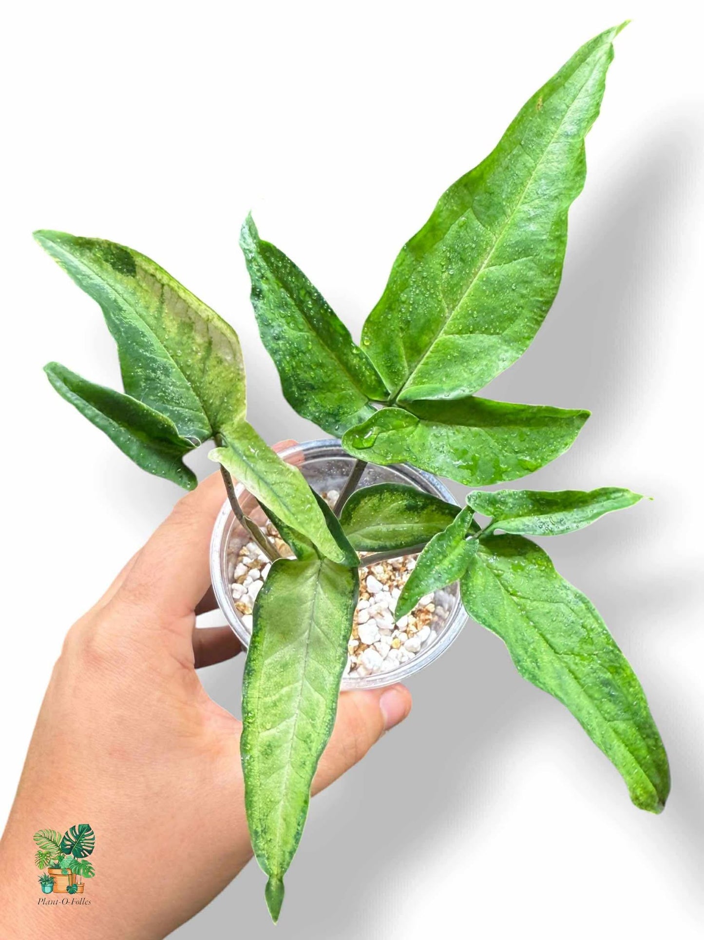 Syngonium angustatum variegata, Rare Variegated Aroid, Tropical Indoor Plant, Arrow Leaf Houseplant for Collectors - Plant - O - Folles