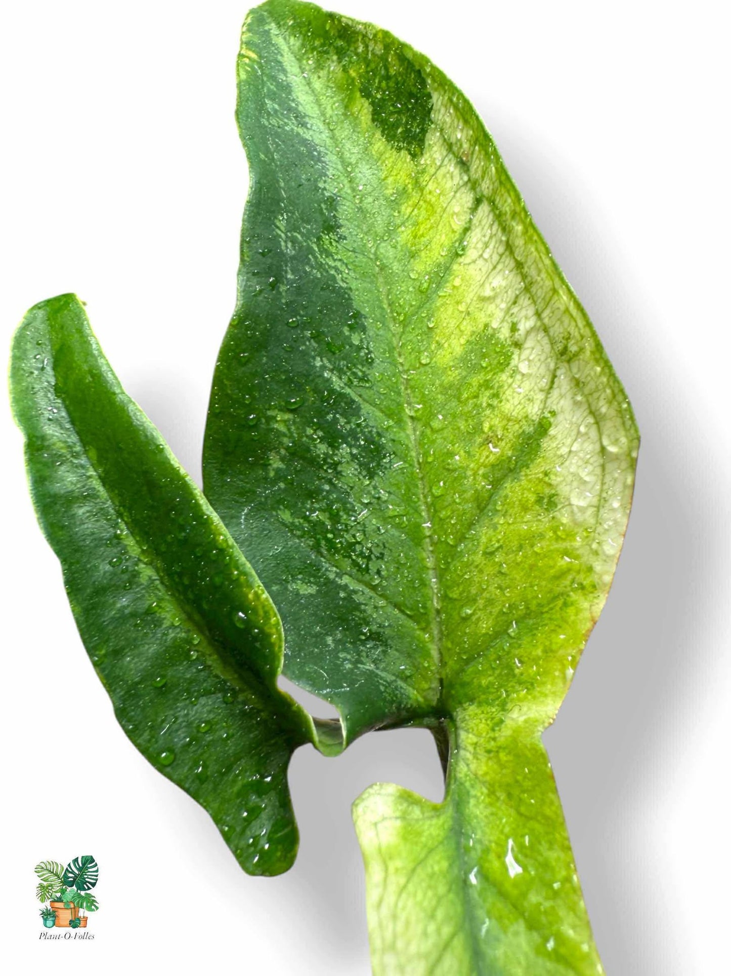 Syngonium angustatum variegata, Rare Variegated Aroid, Tropical Indoor Plant, Arrow Leaf Houseplant for Collectors - Plant - O - Folles