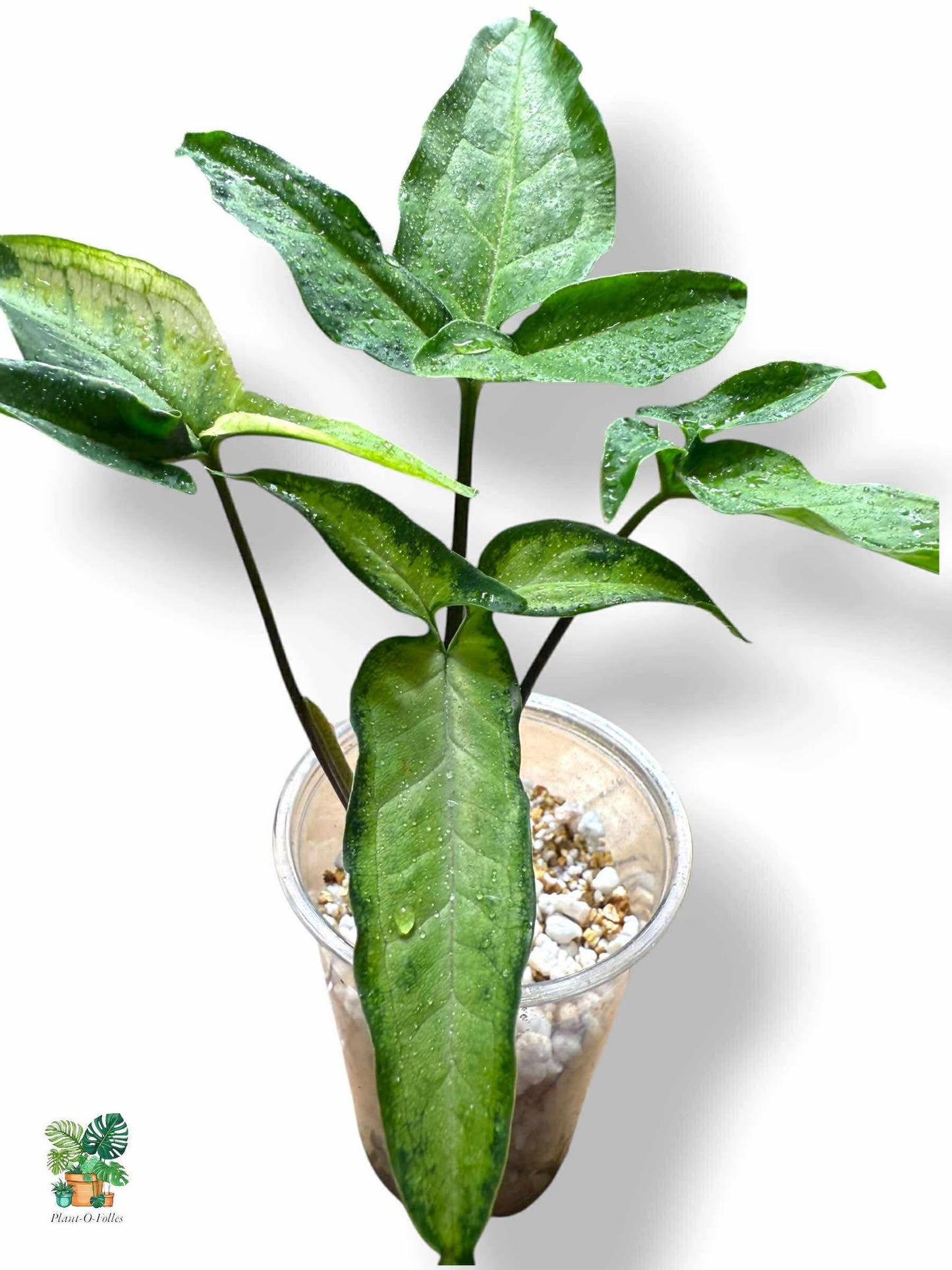 Syngonium angustatum variegata, Rare Variegated Aroid, Tropical Indoor Plant, Arrow Leaf Houseplant for Collectors - Plant - O - Folles