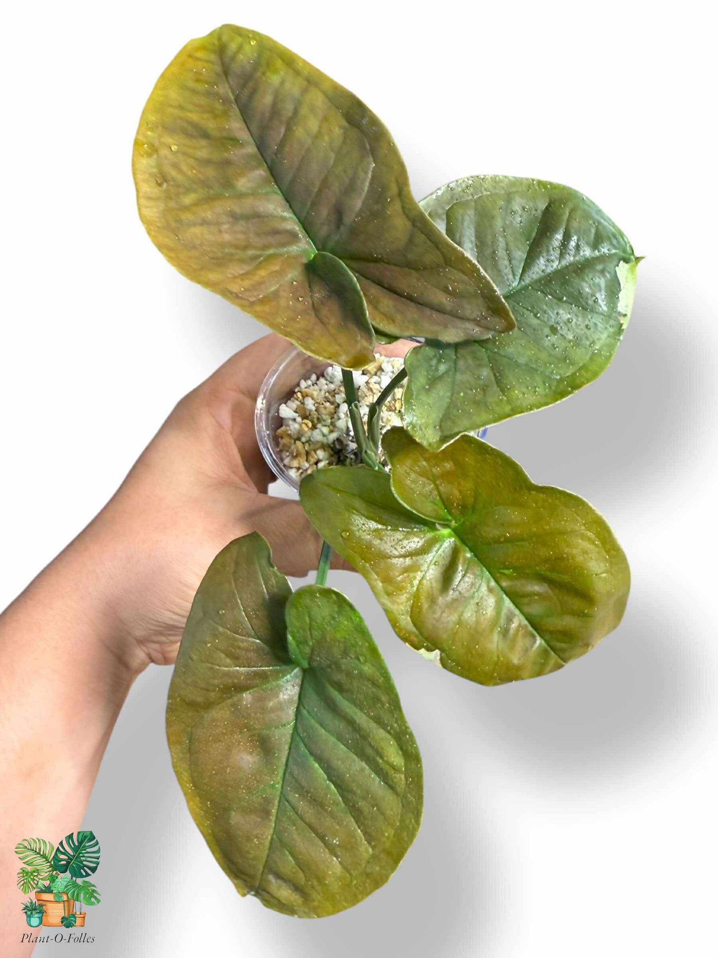 Syngonium Chocolate Confetti, Rare Variegated Aroid, Tropical Indoor Plant, Arrow Leaf Houseplant for Collectors - Plant - O - Folles