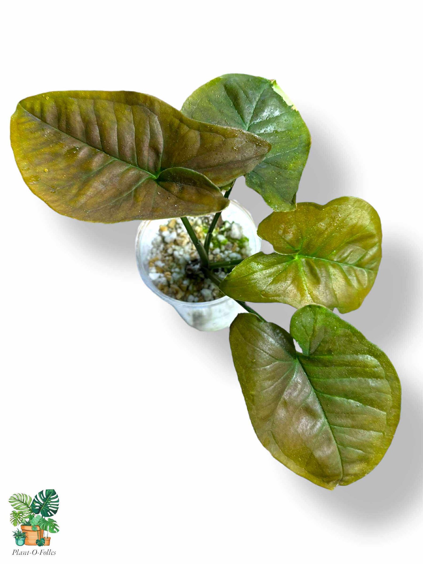 Syngonium Chocolate Confetti, Rare Variegated Aroid, Tropical Indoor Plant, Arrow Leaf Houseplant for Collectors - Plant - O - Folles