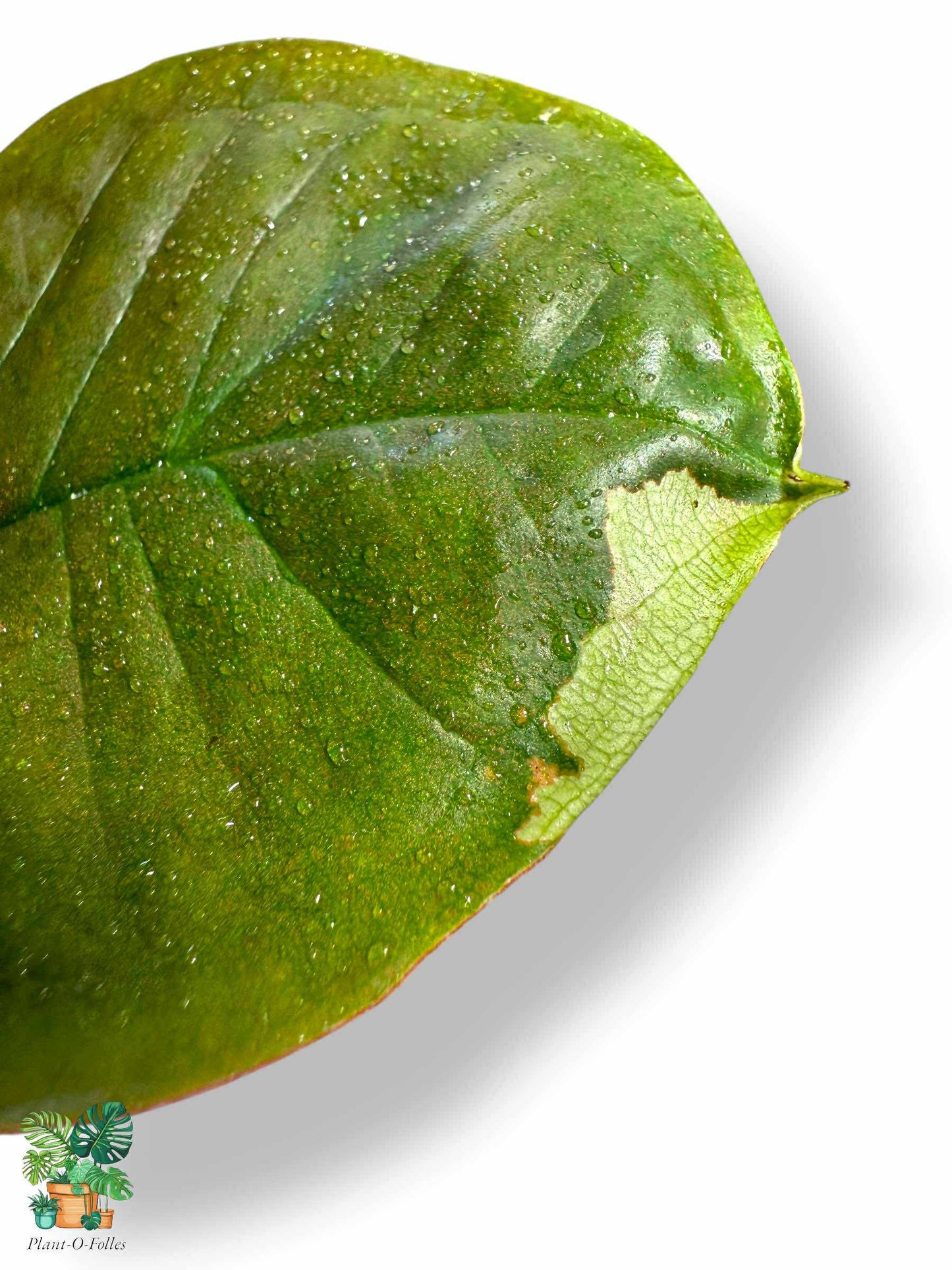 Syngonium Chocolate Confetti, Rare Variegated Aroid, Tropical Indoor Plant, Arrow Leaf Houseplant for Collectors - Plant - O - Folles