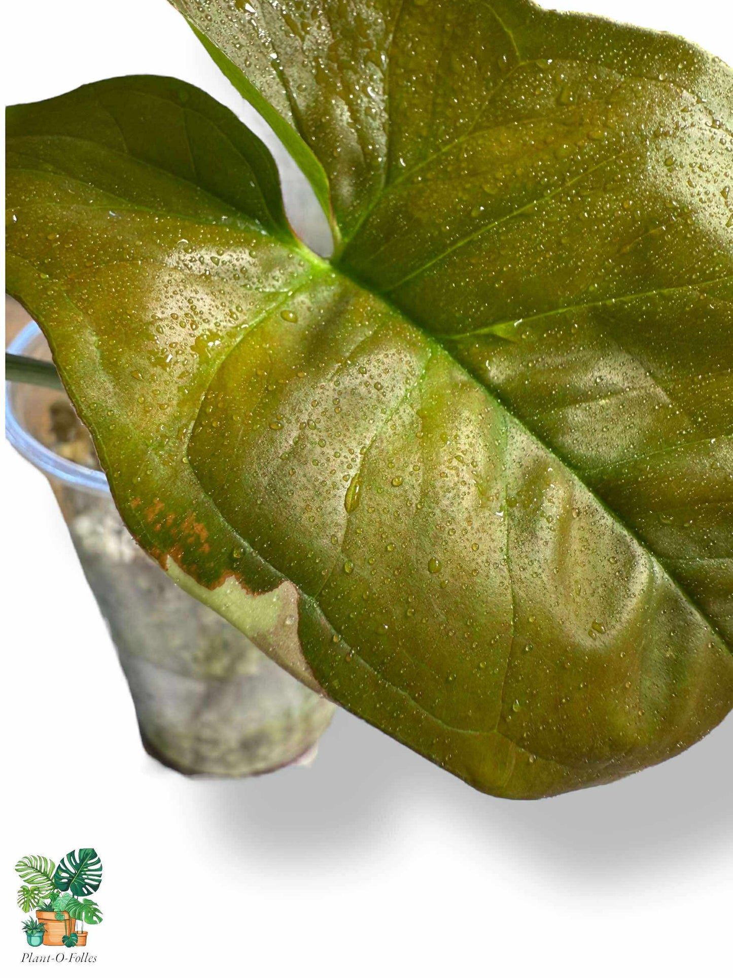 Syngonium Chocolate Confetti, Rare Variegated Aroid, Tropical Indoor Plant, Arrow Leaf Houseplant for Collectors - Plant - O - Folles