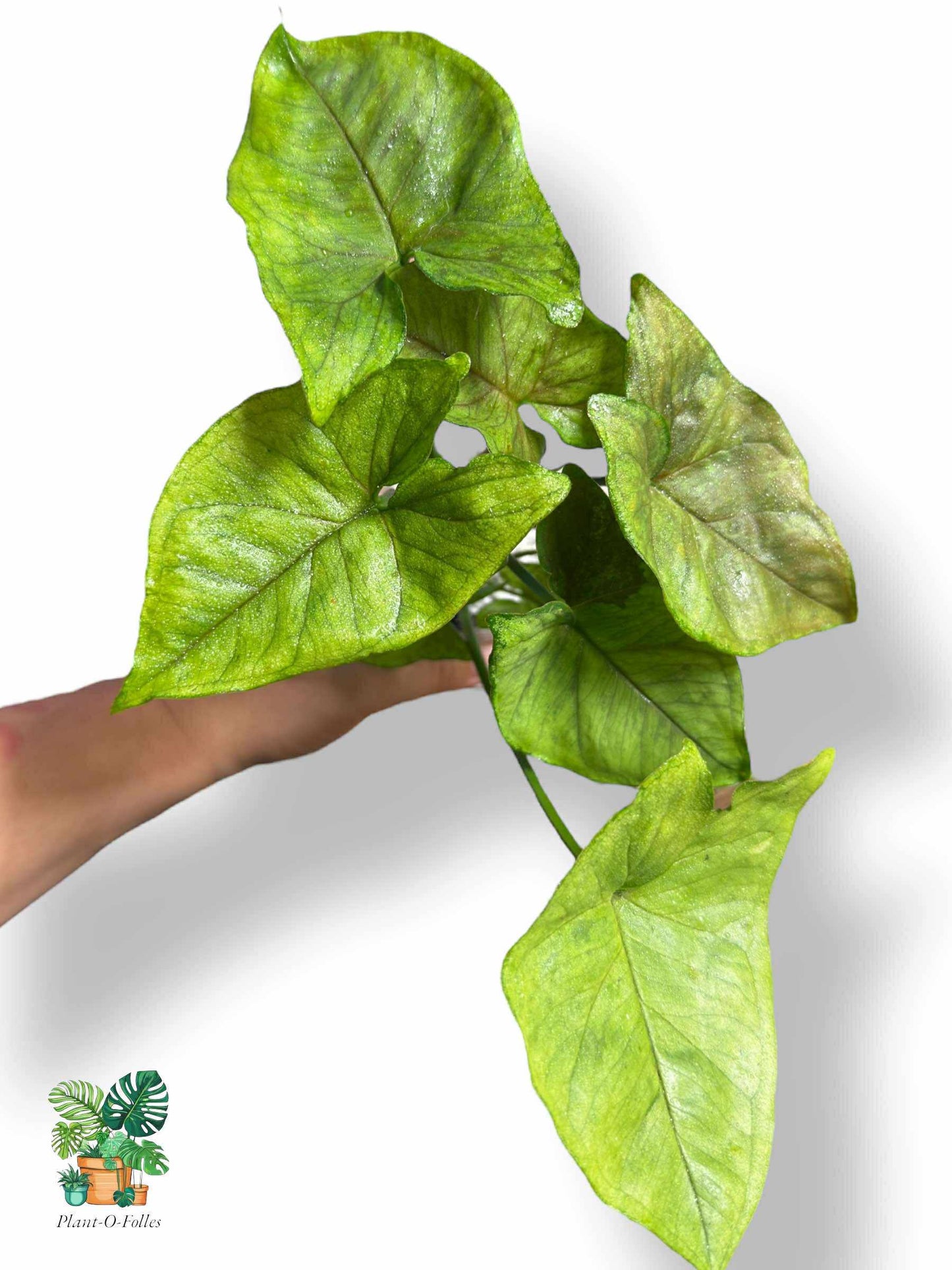 Syngonium Matcha Sprinkle, Rare Variegated Aroid, Tropical Indoor Plant, Arrow Leaf Houseplant for Collectors - Plant - O - Folles