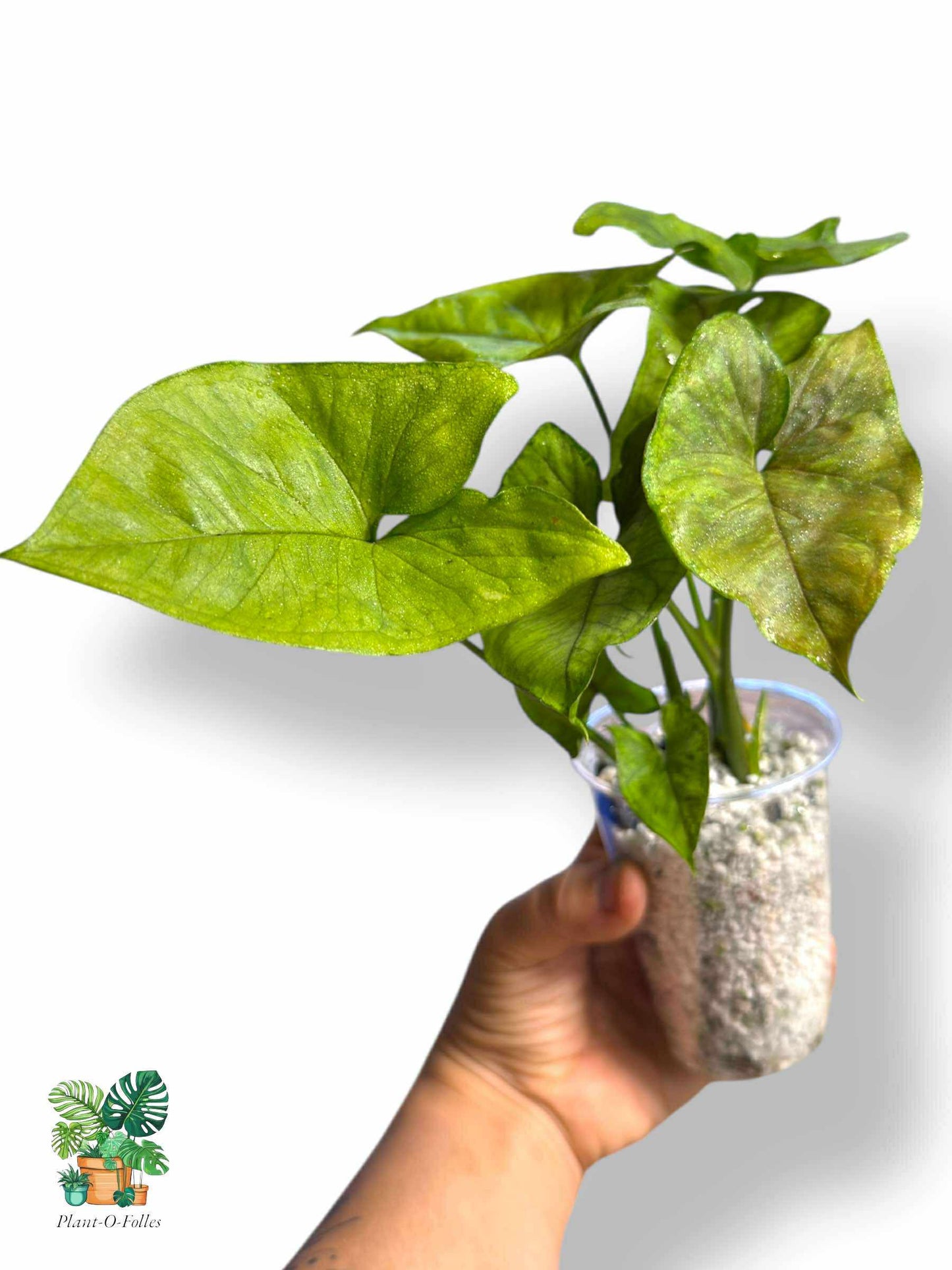 Syngonium Matcha Sprinkle, Rare Variegated Aroid, Tropical Indoor Plant, Arrow Leaf Houseplant for Collectors - Plant - O - Folles