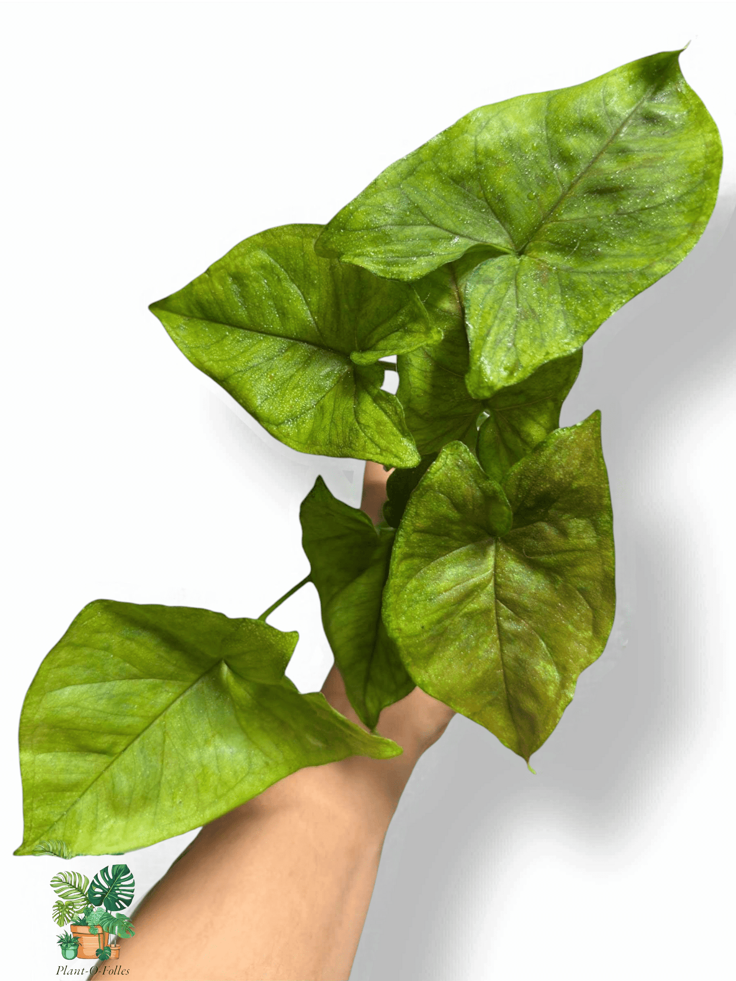Syngonium Matcha Sprinkle, Rare Variegated Aroid, Tropical Indoor Plant, Arrow Leaf Houseplant for Collectors - Plant - O - Folles