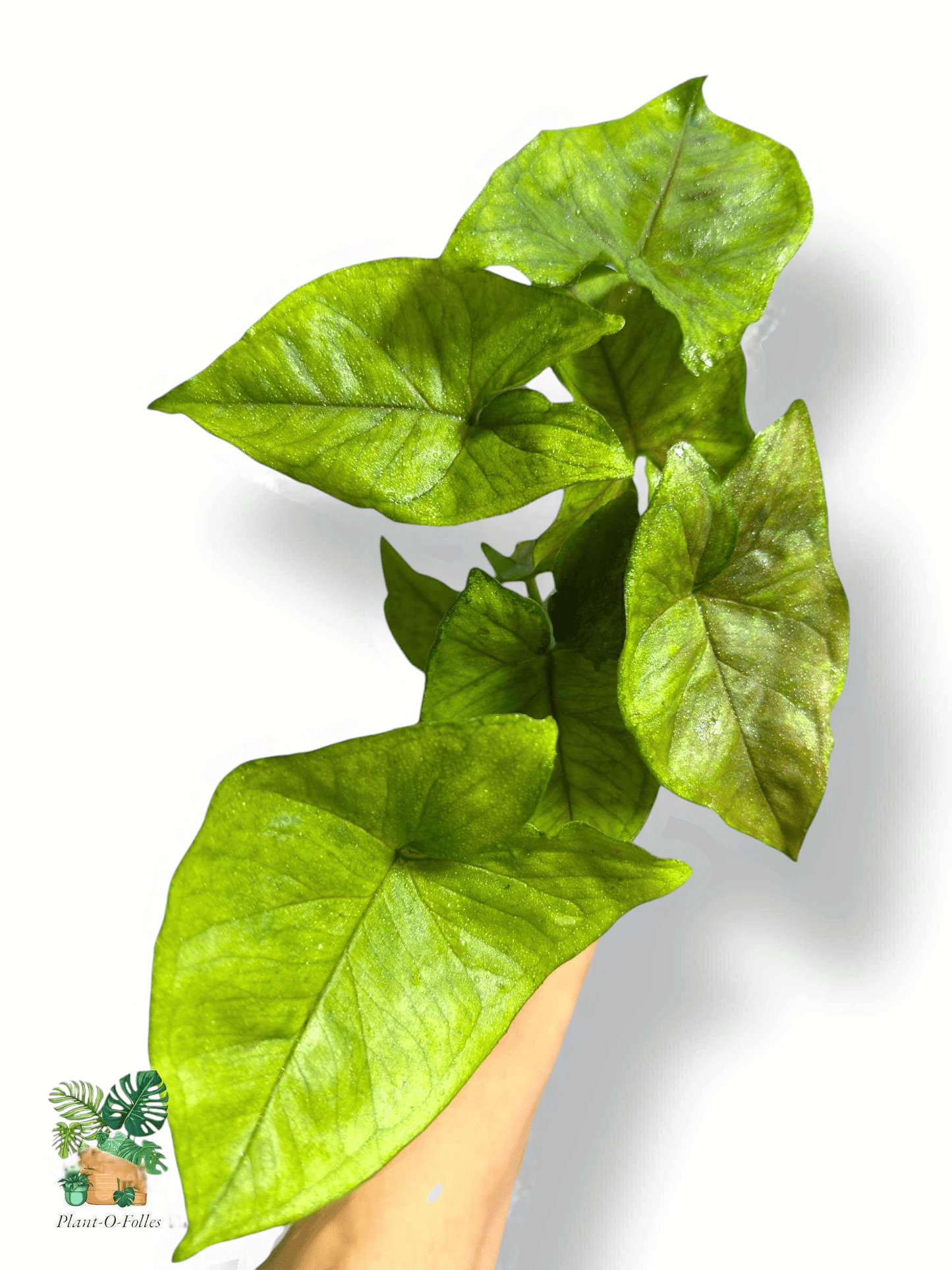 Syngonium Matcha Sprinkle, Rare Variegated Aroid, Tropical Indoor Plant, Arrow Leaf Houseplant for Collectors - Plant - O - Folles