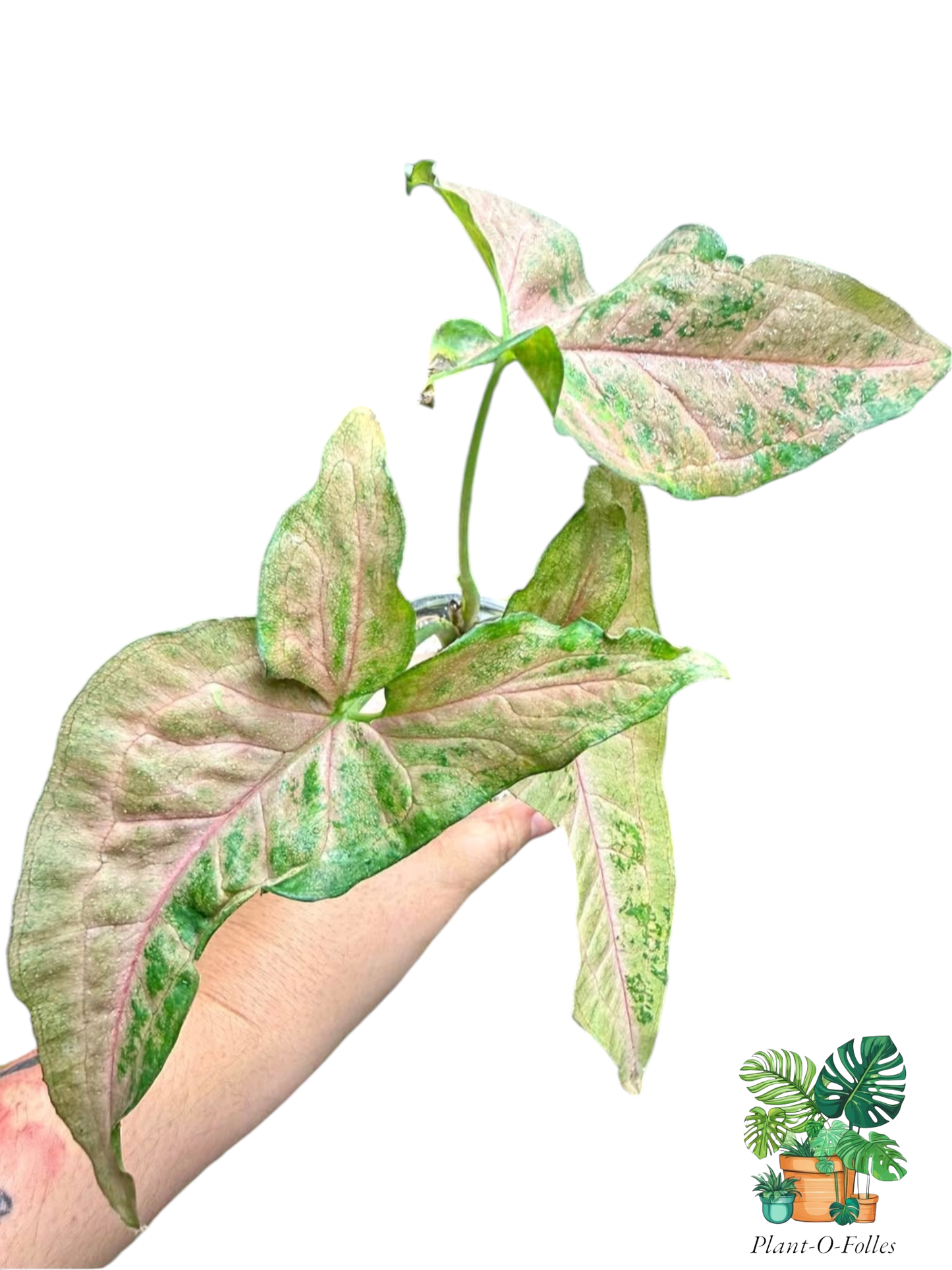 Syngonium ‘Pink Flecked’ – Variété tropicale panachée - Plant - O - Folles