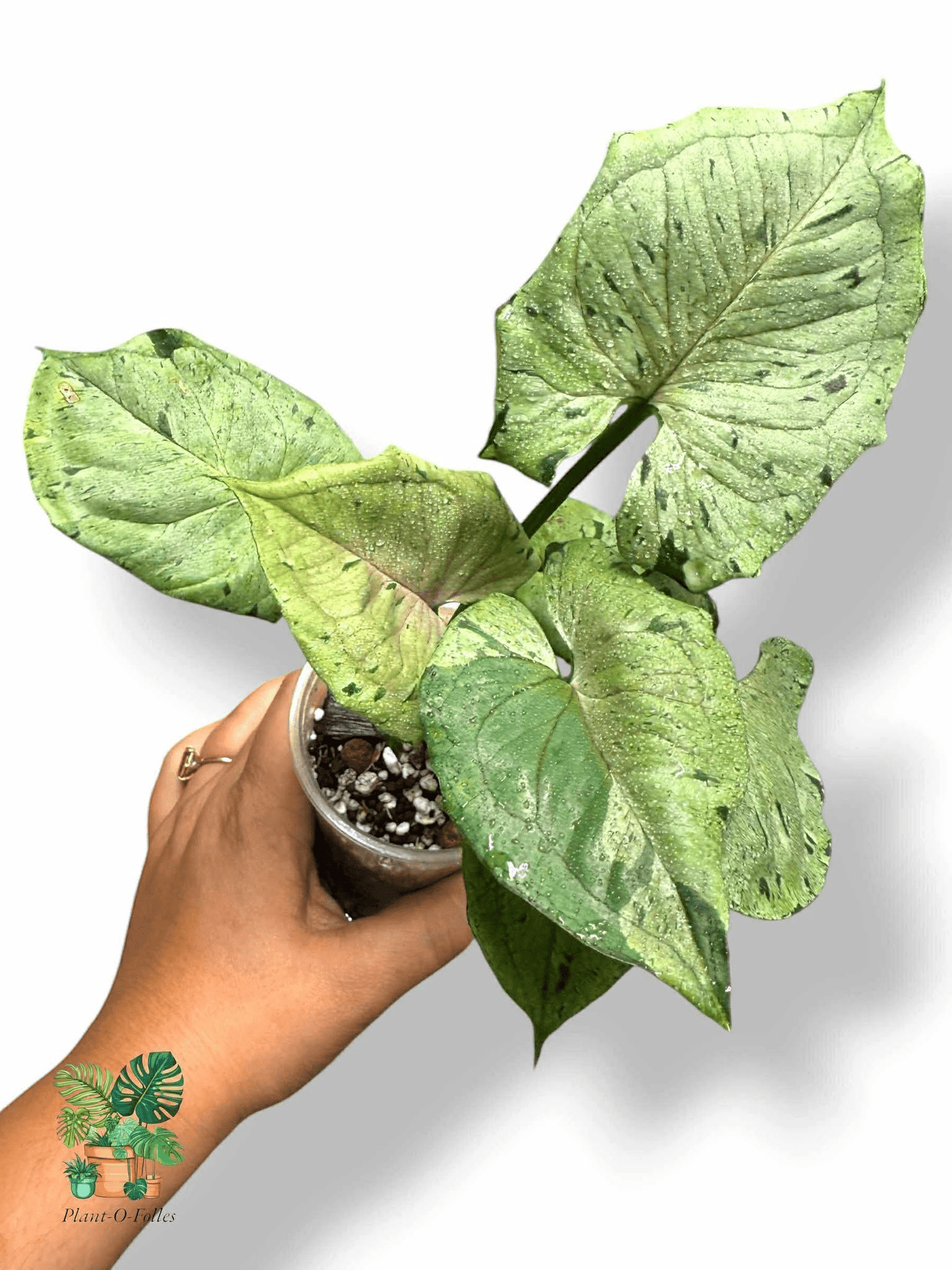 Syngonium podophyllum ‘Green Splash’, Rare Variegated Aroid, Tropical Indoor Plant, Arrow Leaf Houseplant for Collectors - Plant - O - Folles