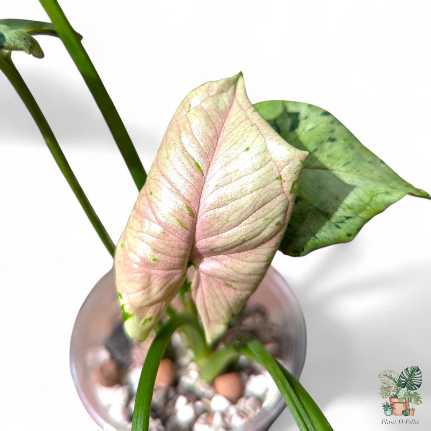 Syngonium podophyllum ‘Green Splash’, Rare Variegated Aroid, Tropical Indoor Plant, Arrow Leaf Houseplant for Collectors - Plant - O - Folles