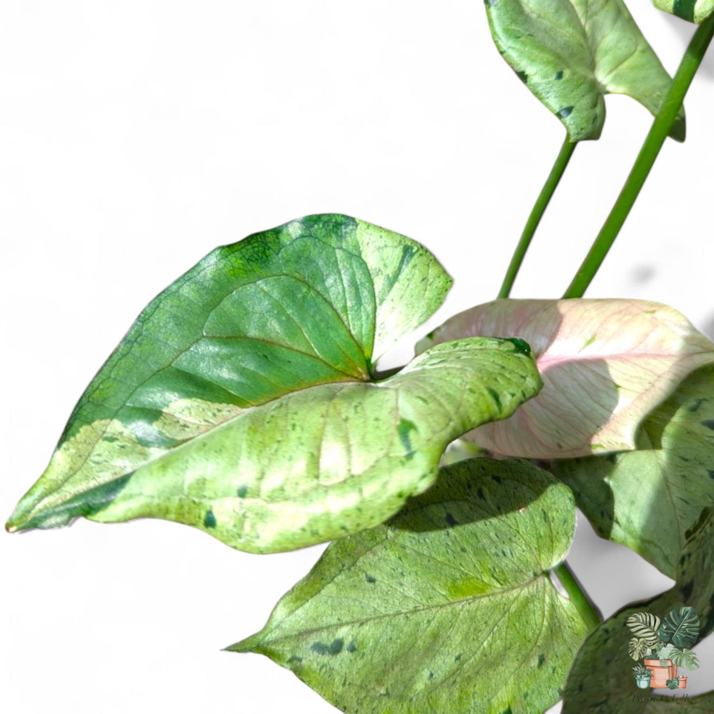 Syngonium podophyllum ‘Green Splash’, Rare Variegated Aroid, Tropical Indoor Plant, Arrow Leaf Houseplant for Collectors - Plant - O - Folles