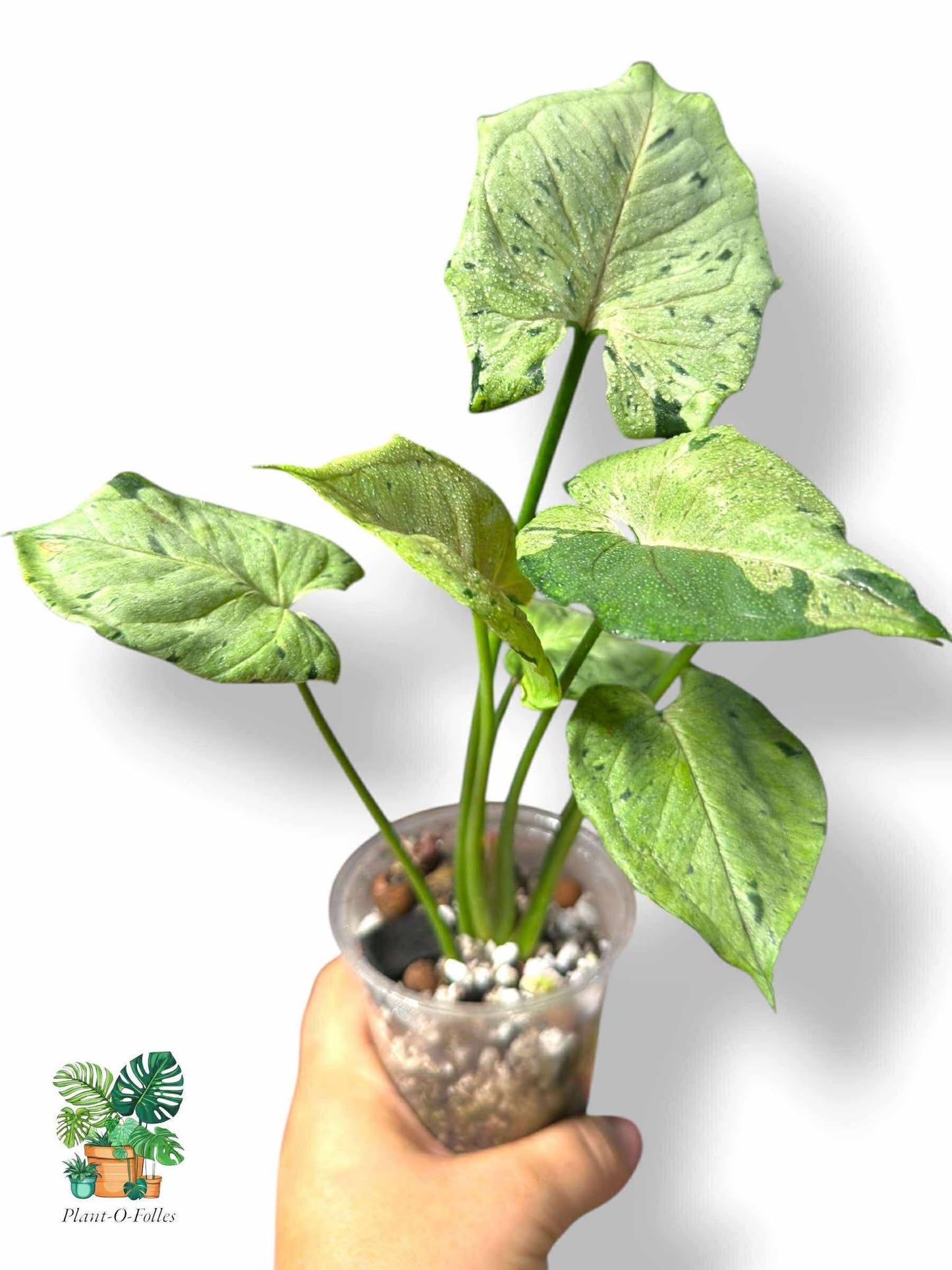 Syngonium podophyllum ‘Green Splash’, Rare Variegated Aroid, Tropical Indoor Plant, Arrow Leaf Houseplant for Collectors - Plant - O - Folles