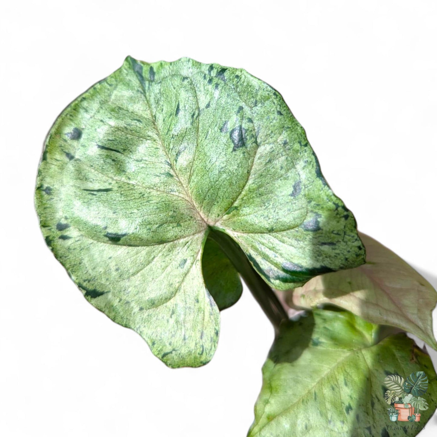 Syngonium podophyllum ‘Green Splash’, Rare Variegated Aroid, Tropical Indoor Plant, Arrow Leaf Houseplant for Collectors - Plant - O - Folles
