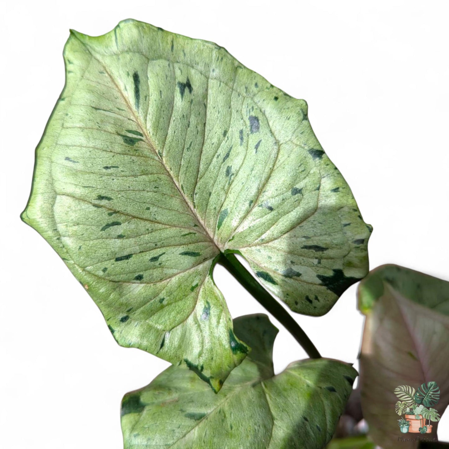Syngonium podophyllum ‘Green Splash’, Rare Variegated Aroid, Tropical Indoor Plant, Arrow Leaf Houseplant for Collectors - Plant - O - Folles