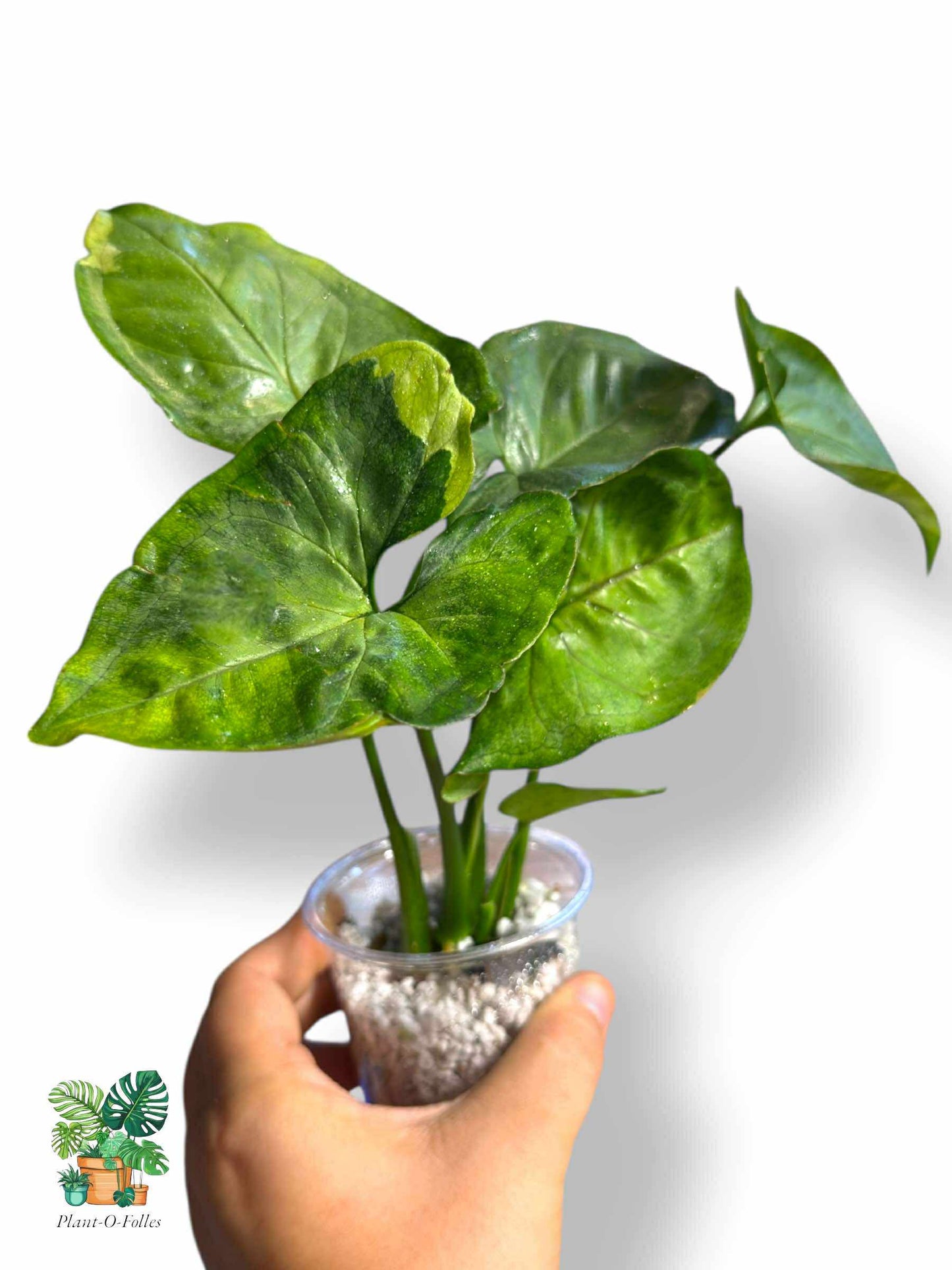 Syngonium 'T24' , Rare Variegated Aroid, Tropical Indoor Plant, Arrow Leaf Houseplant for Collectors - Plant - O - Folles