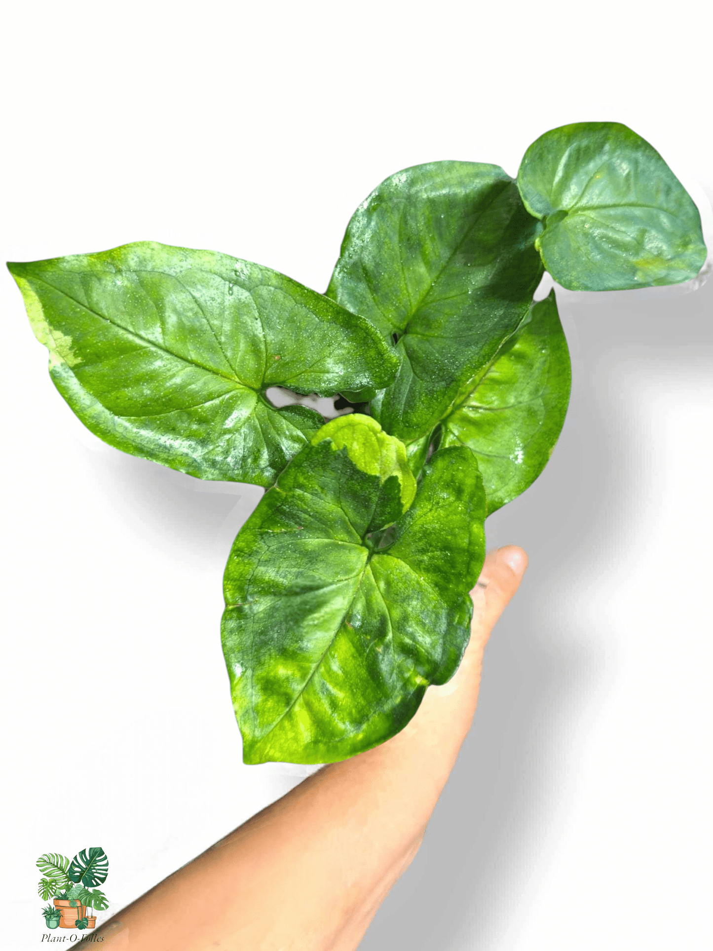 Syngonium 'T24' , Rare Variegated Aroid, Tropical Indoor Plant, Arrow Leaf Houseplant for Collectors - Plant - O - Folles