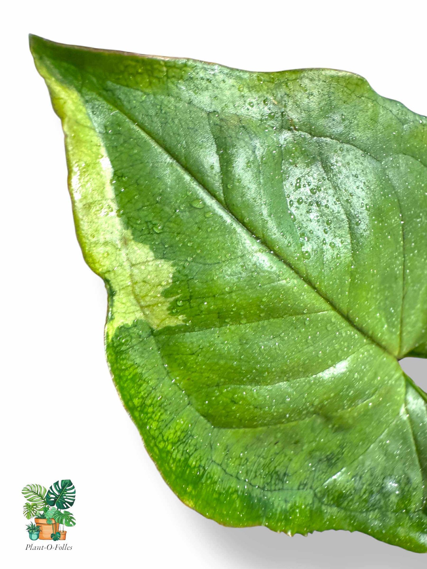 Syngonium 'T24' , Rare Variegated Aroid, Tropical Indoor Plant, Arrow Leaf Houseplant for Collectors - Plant - O - Folles