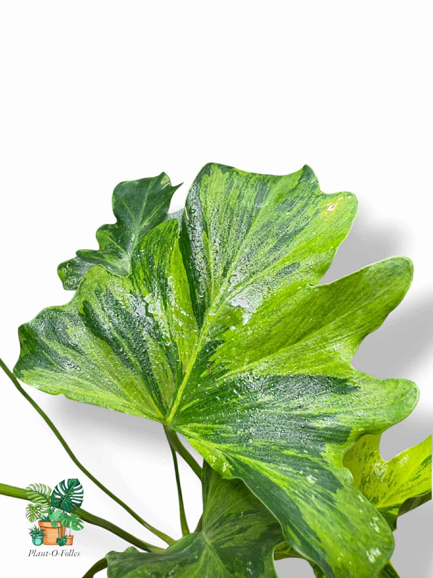 Thaumatophyllum Nono Geni, Rare Variegated Aroid, Tropical Indoor Plant, Arrow Leaf Houseplant for Collectors - Plant - O - Folles