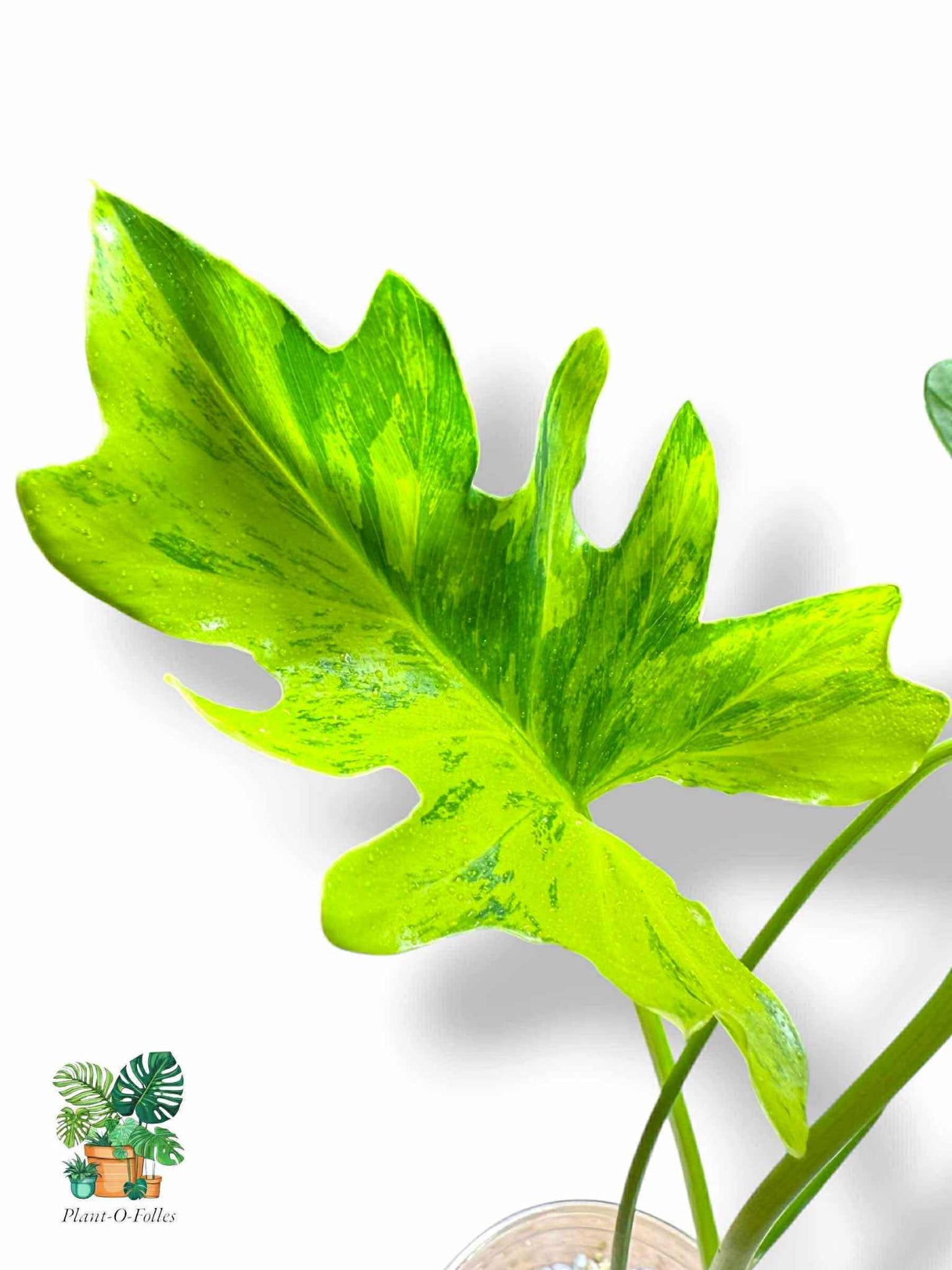 Thaumatophyllum Nono Geni, Rare Variegated Aroid, Tropical Indoor Plant, Arrow Leaf Houseplant for Collectors - Plant - O - Folles