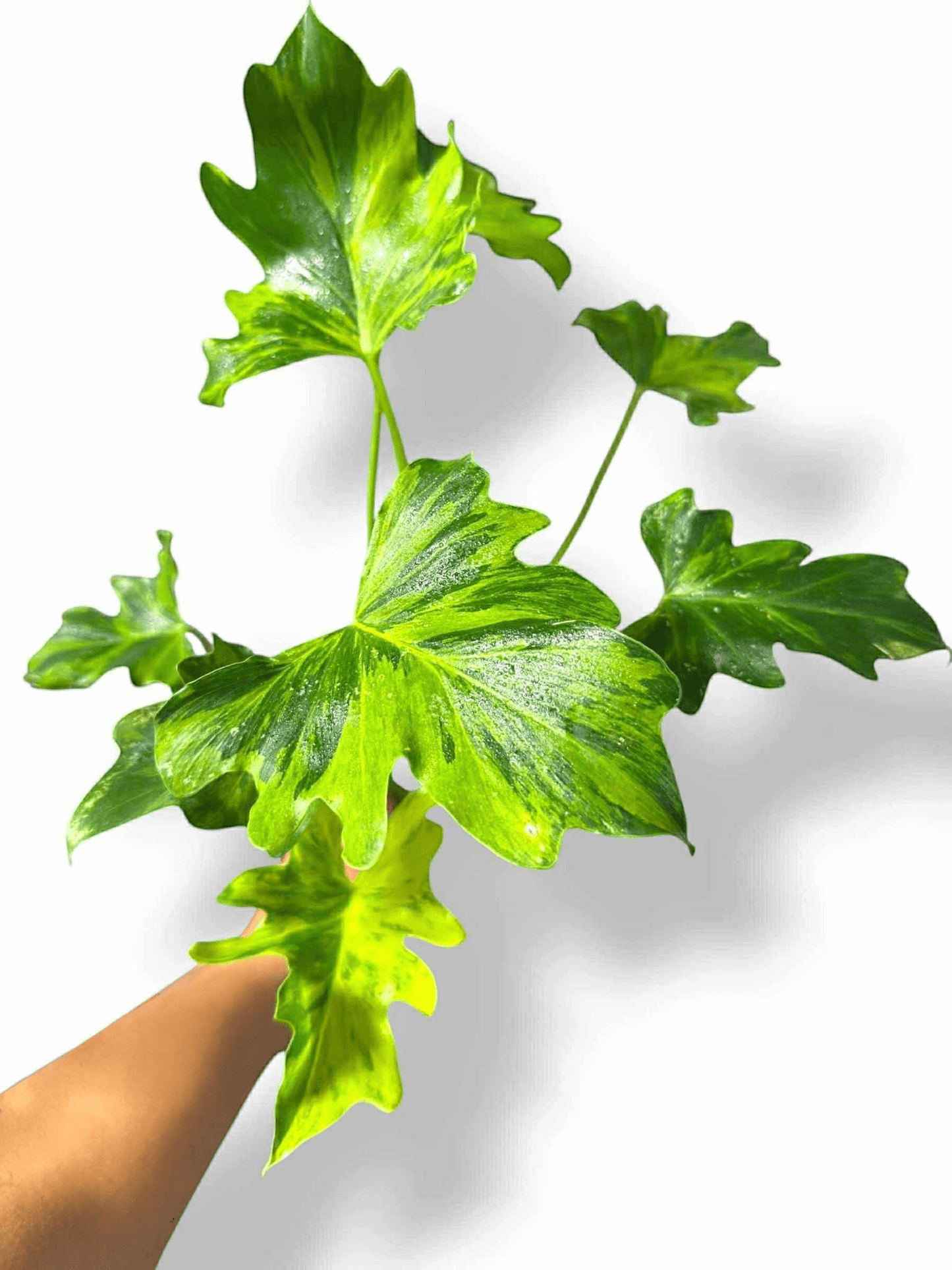 Thaumatophyllum Nono Geni, Rare Variegated Aroid, Tropical Indoor Plant, Arrow Leaf Houseplant for Collectors - Plant - O - Folles