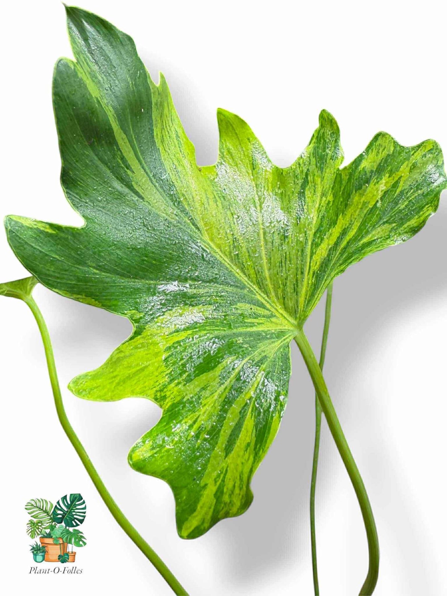 Thaumatophyllum Nono Geni, Rare Variegated Aroid, Tropical Indoor Plant, Arrow Leaf Houseplant for Collectors - Plant - O - Folles