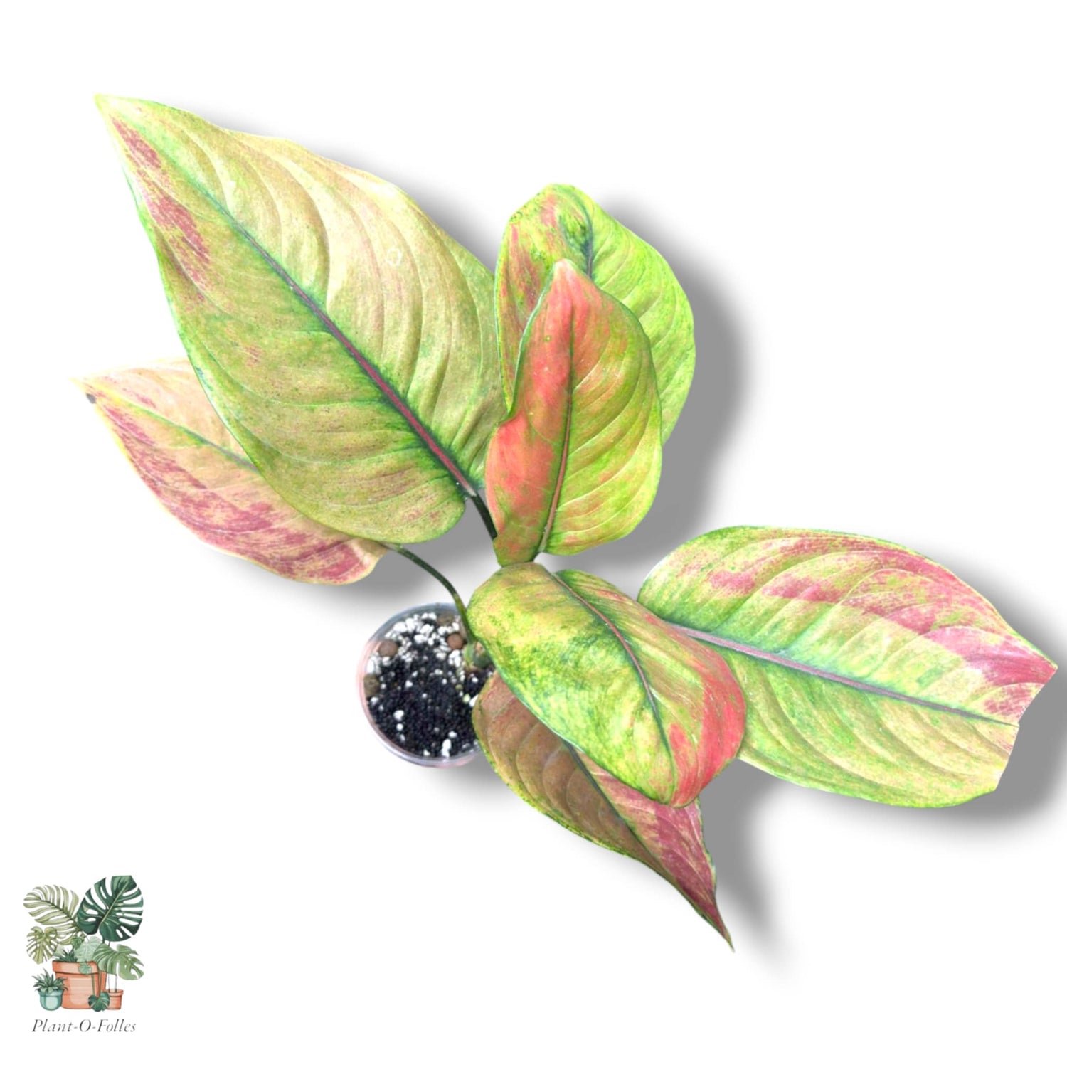 Aglaonema - Plant-O-Folles
