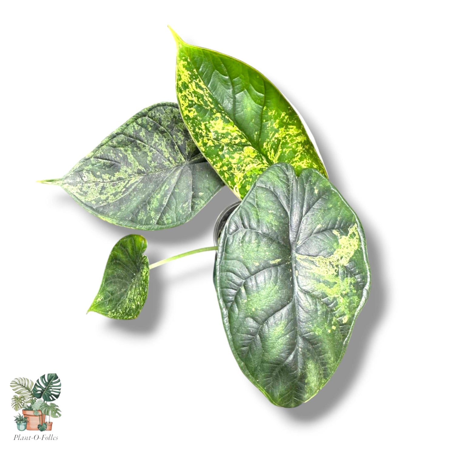 Alocasia - Plant-O-Folles