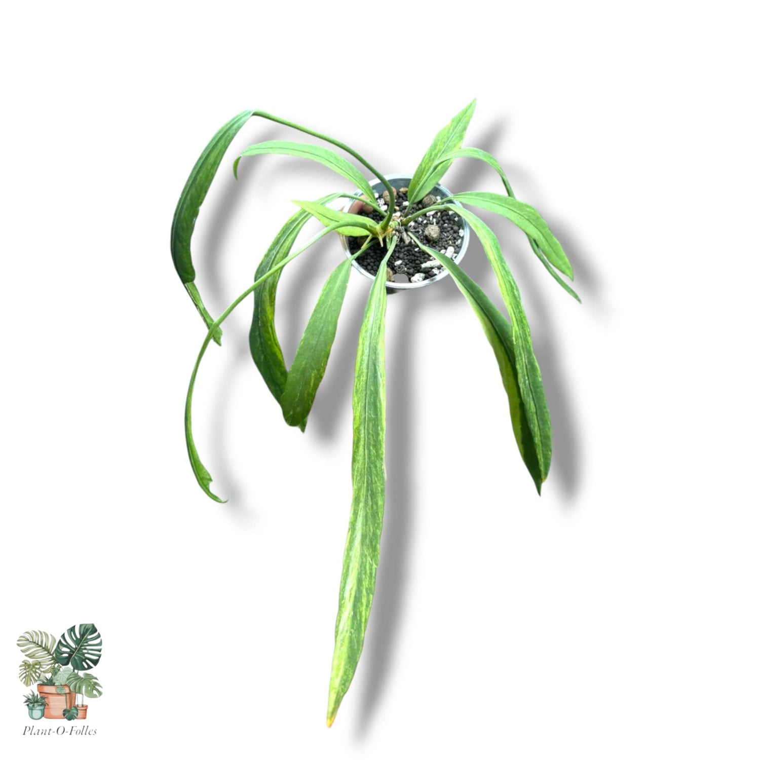 Anthurium - Plant-O-Folles