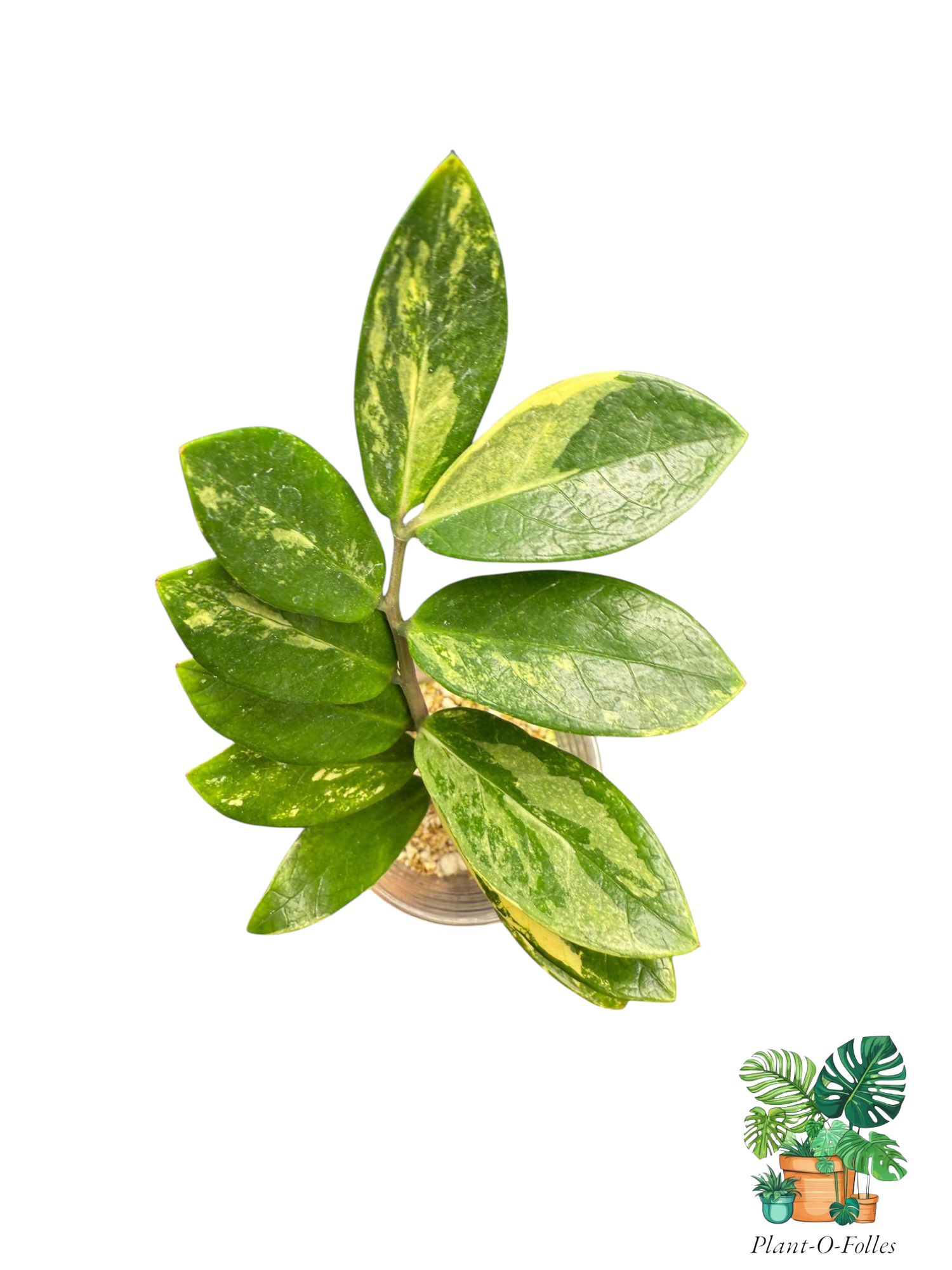 Autres plantes - Plant-O-Folles