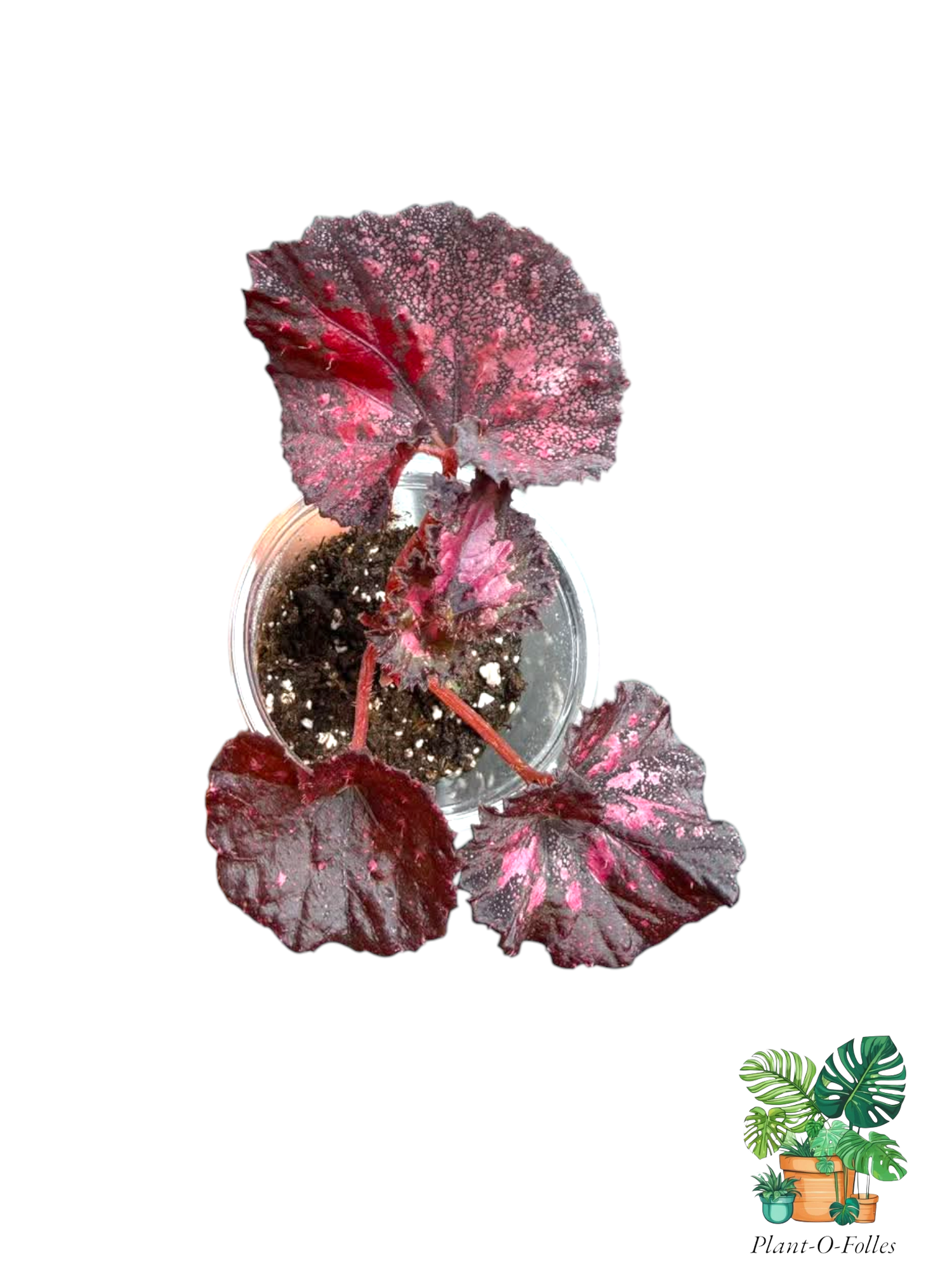 Bégonia - Plant-O-Folles