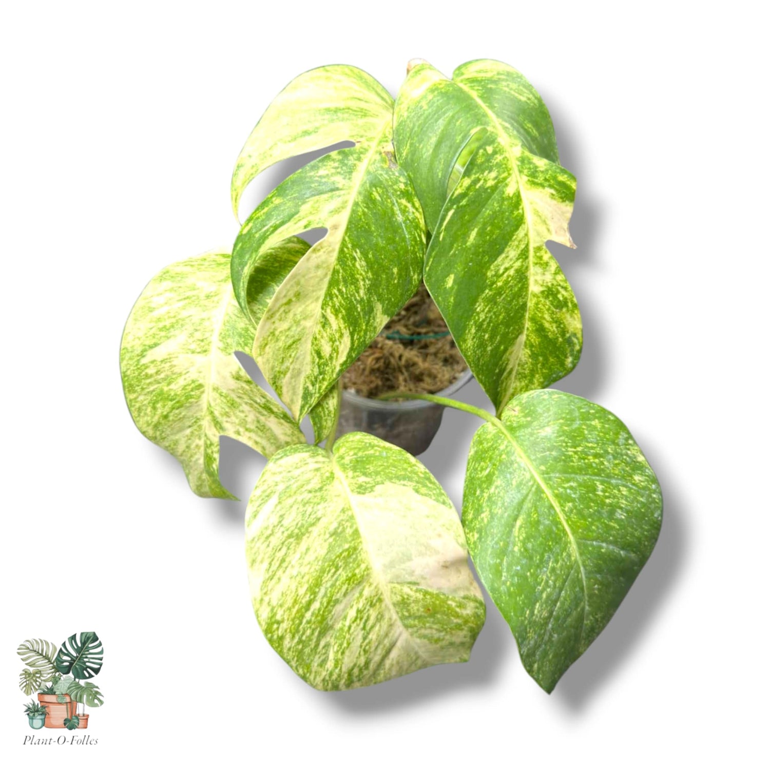 Epipremnum - Plant-O-Folles