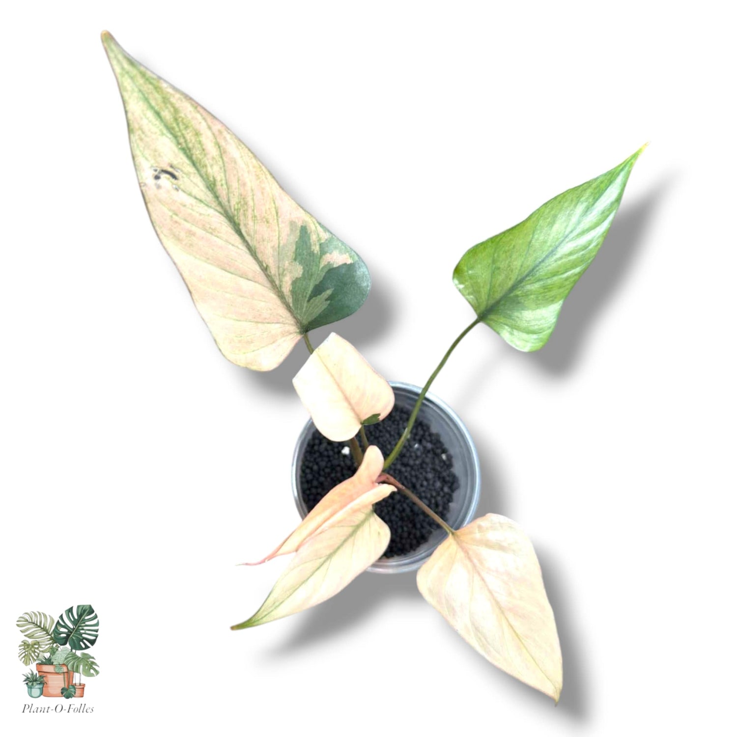 Homalomena - Plant-O-Folles
