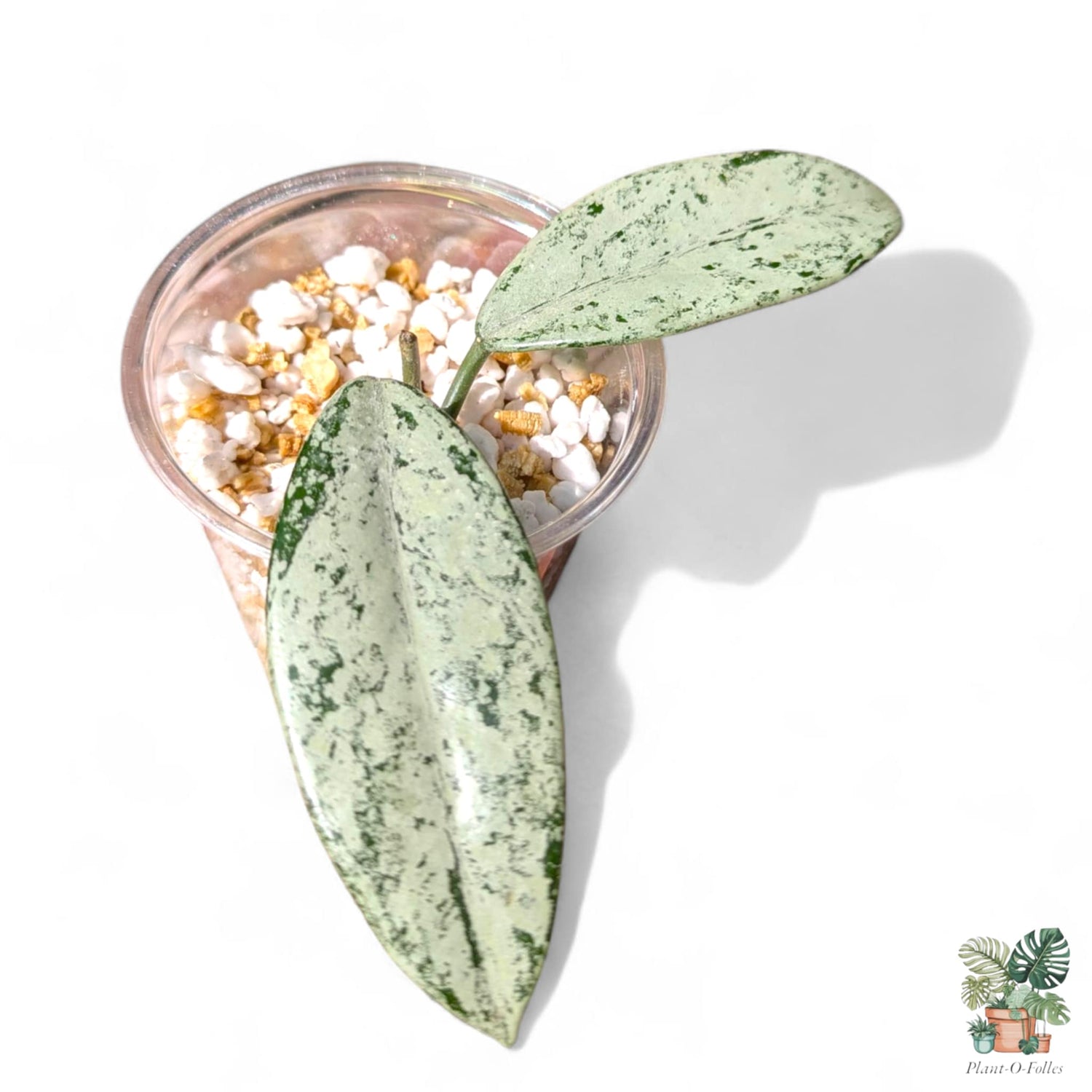 Hoya - Plant-O-Folles