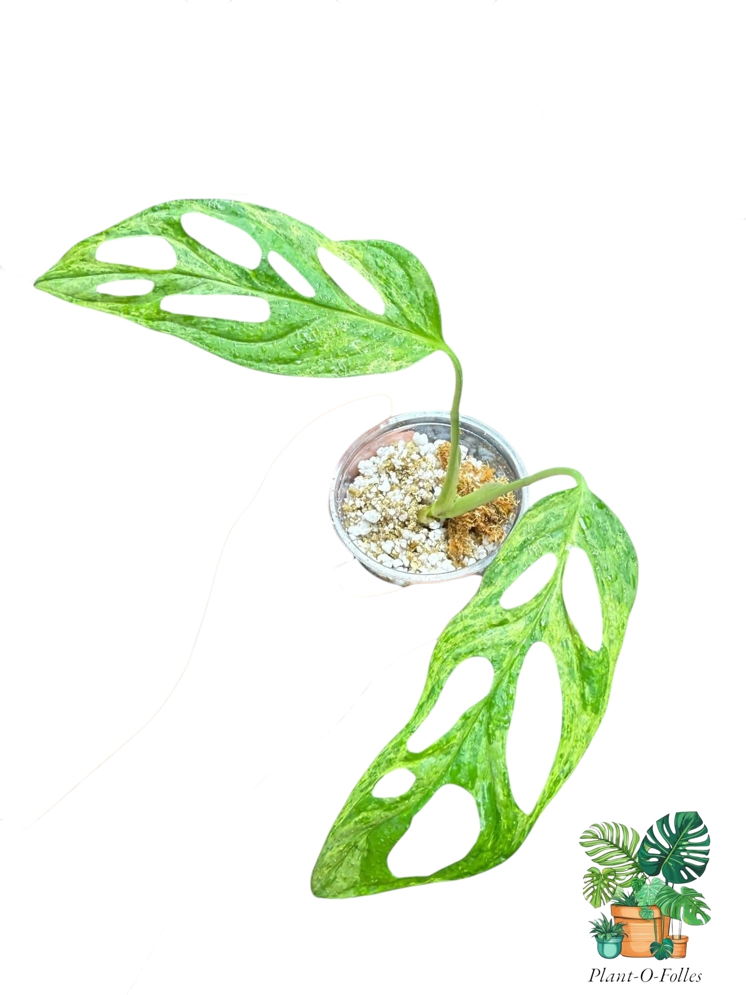 Monstera - Plant-O-Folles