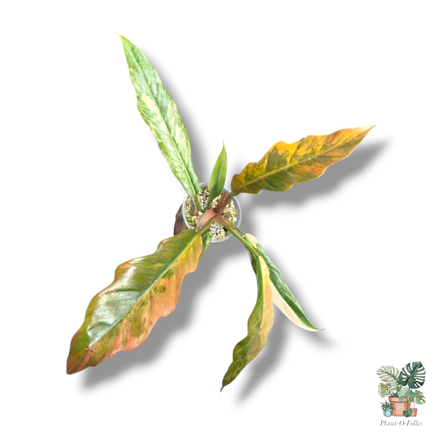 Philodendron - Plant-O-Folles