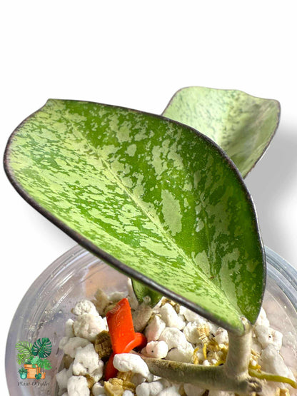 Hoya Icensis silver splash hoya de collection