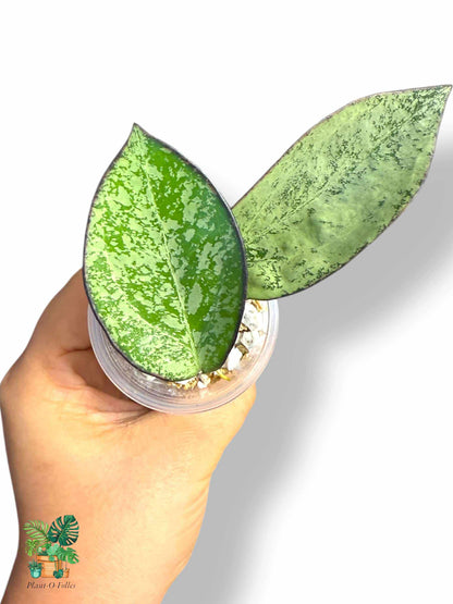 Hoya Icensis silver splash hoya spectaculaire