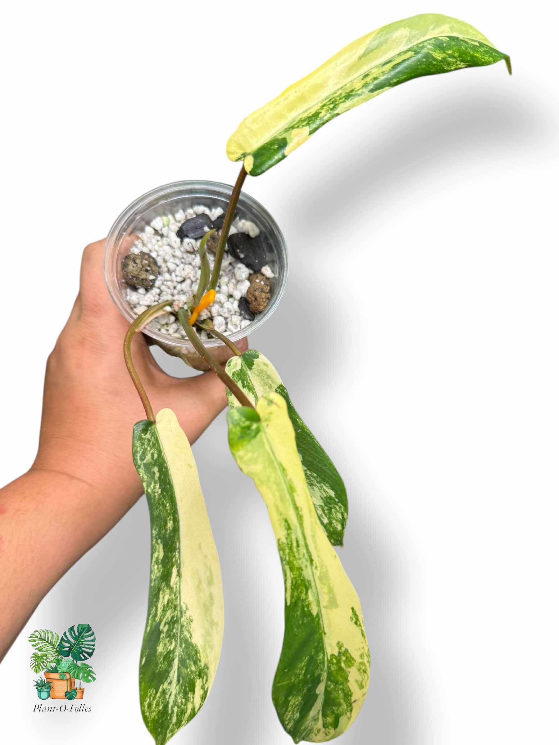 Philodendron Joepii Variegata plante de collection