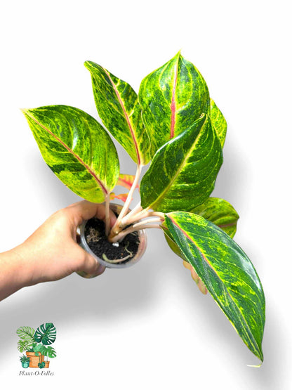 Aglaonema Green Papaya , Rare Variegated Aroid, Tropical Indoor Plant, Arrow Leaf Houseplant for Collectors - Plant - O - Folles
