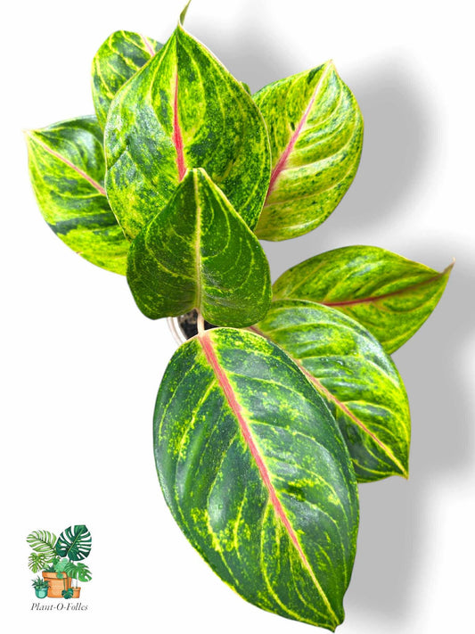Aglaonema Green Papaya , Rare Variegated Aroid, Tropical Indoor Plant, Arrow Leaf Houseplant for Collectors - Plant - O - Folles
