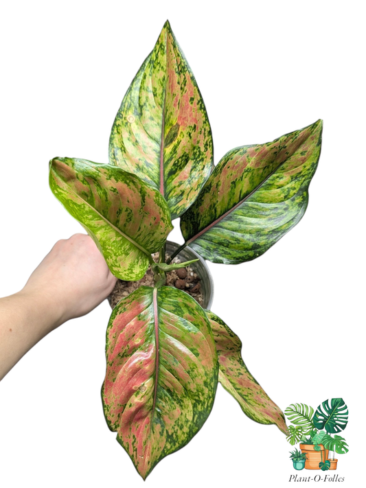 Aglaonema Heng Heng - Plant - O - Folles