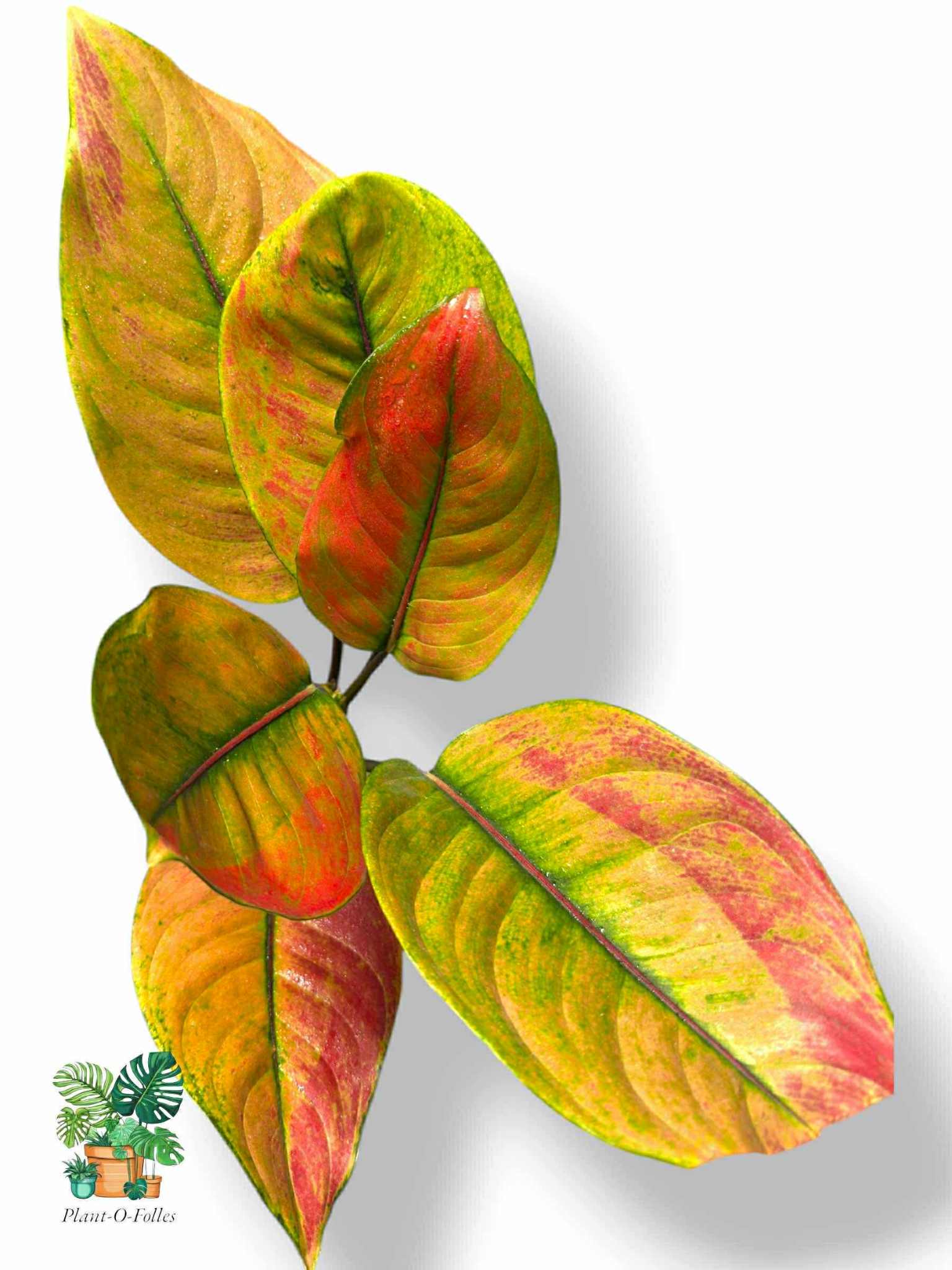 Aglaonema Heng Heng, Rare Variegated Aroid, Tropical Indoor Plant, Arrow Leaf Houseplant for Collectors - Plant - O - Folles