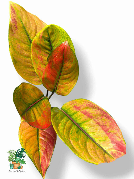 Aglaonema Heng Heng, Rare Variegated Aroid, Tropical Indoor Plant, Arrow Leaf Houseplant for Collectors - Plant - O - Folles